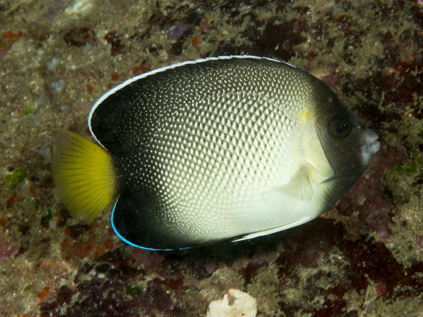 Photo of Yellowtail Angelfish (Apolemichthys xanthurus)