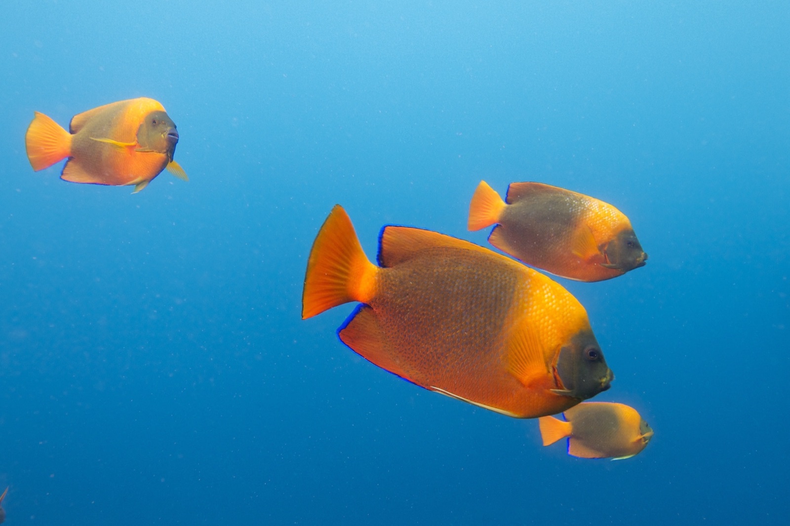 Photo of Clarion angelfish (Holacanthus clarionensis)