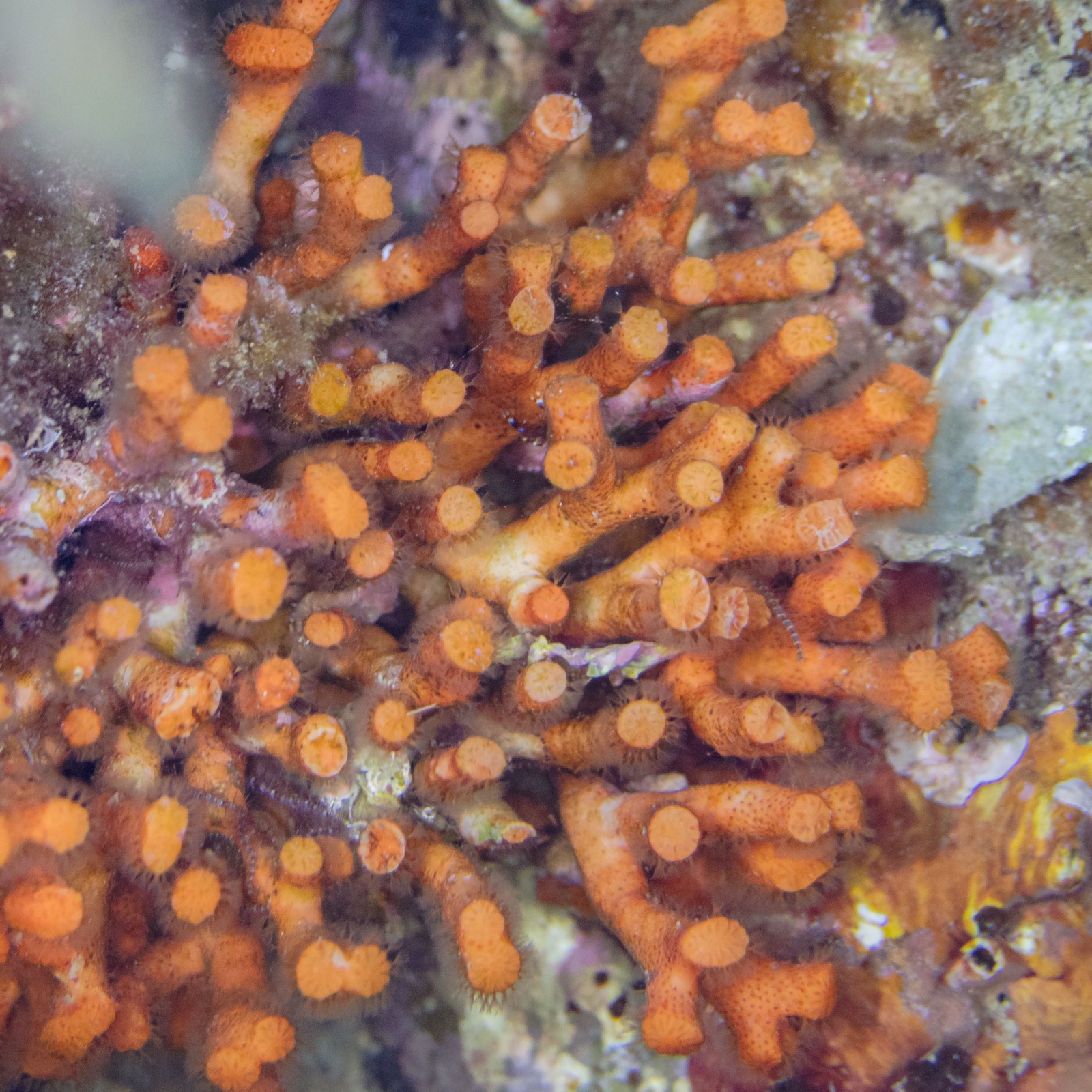 Photo of False red coral (Myriapora truncata)