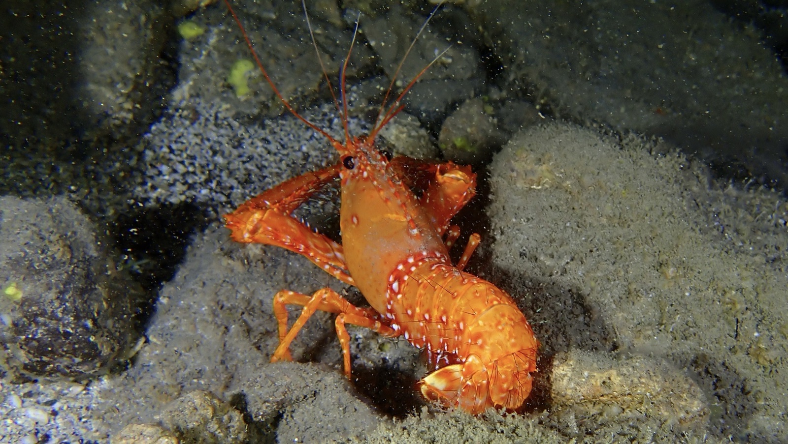 Photo of Red Reef Lobster (Enoplometopus occidentalis)