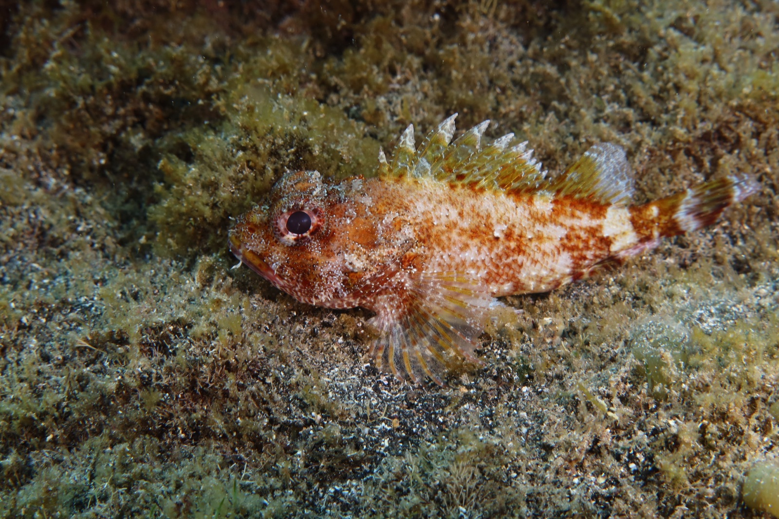 Photo of Madeira scorpionfish (Scorpaena maderensis)