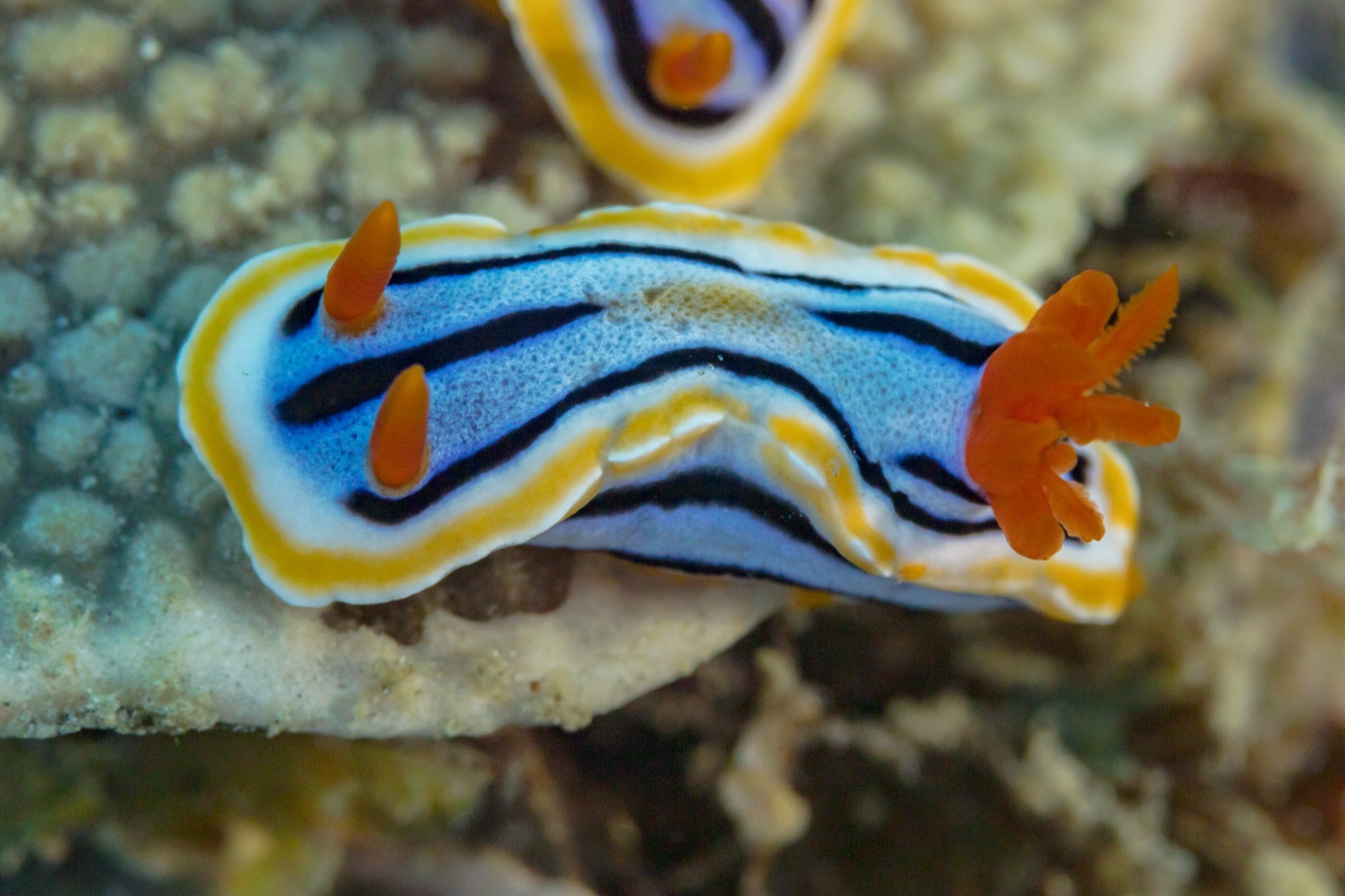 Photo of Anne's chromodoris (Chromodoris annae)