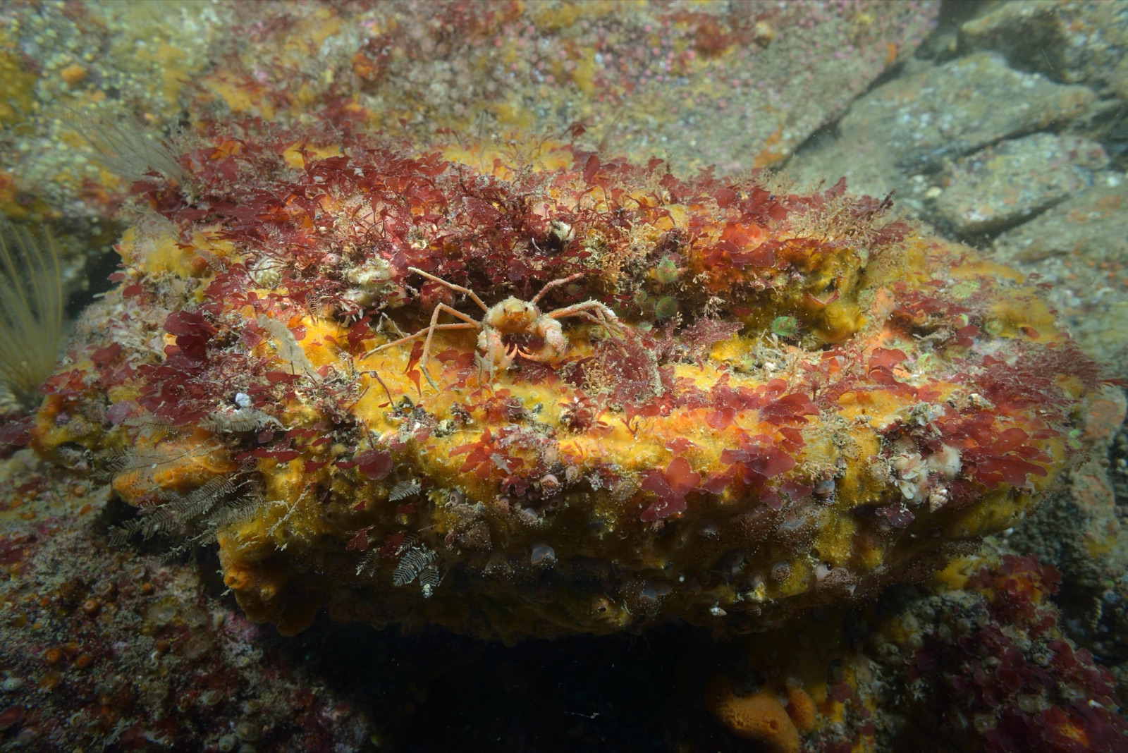Photo de Araignée de mer rostre (Macropodia rostrata)