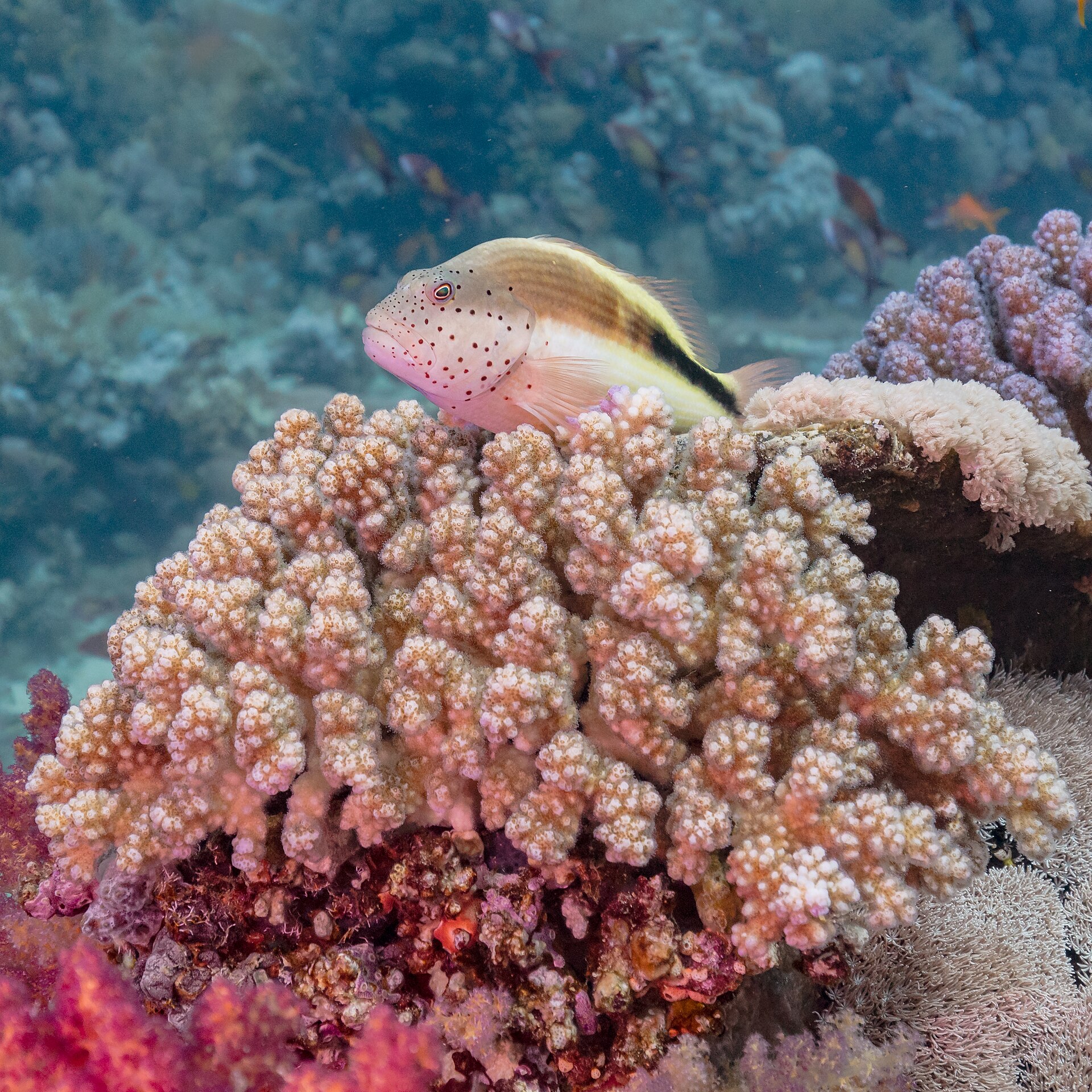 Photo of Blackside hawkfish (Paracirrhites forsteri)