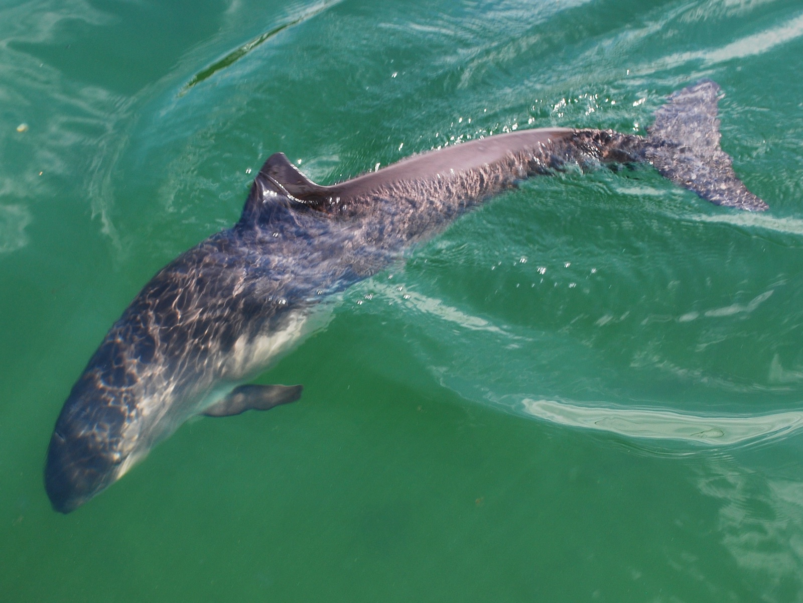 Photo of Harbour Porpoise (Phocoena phocoena)