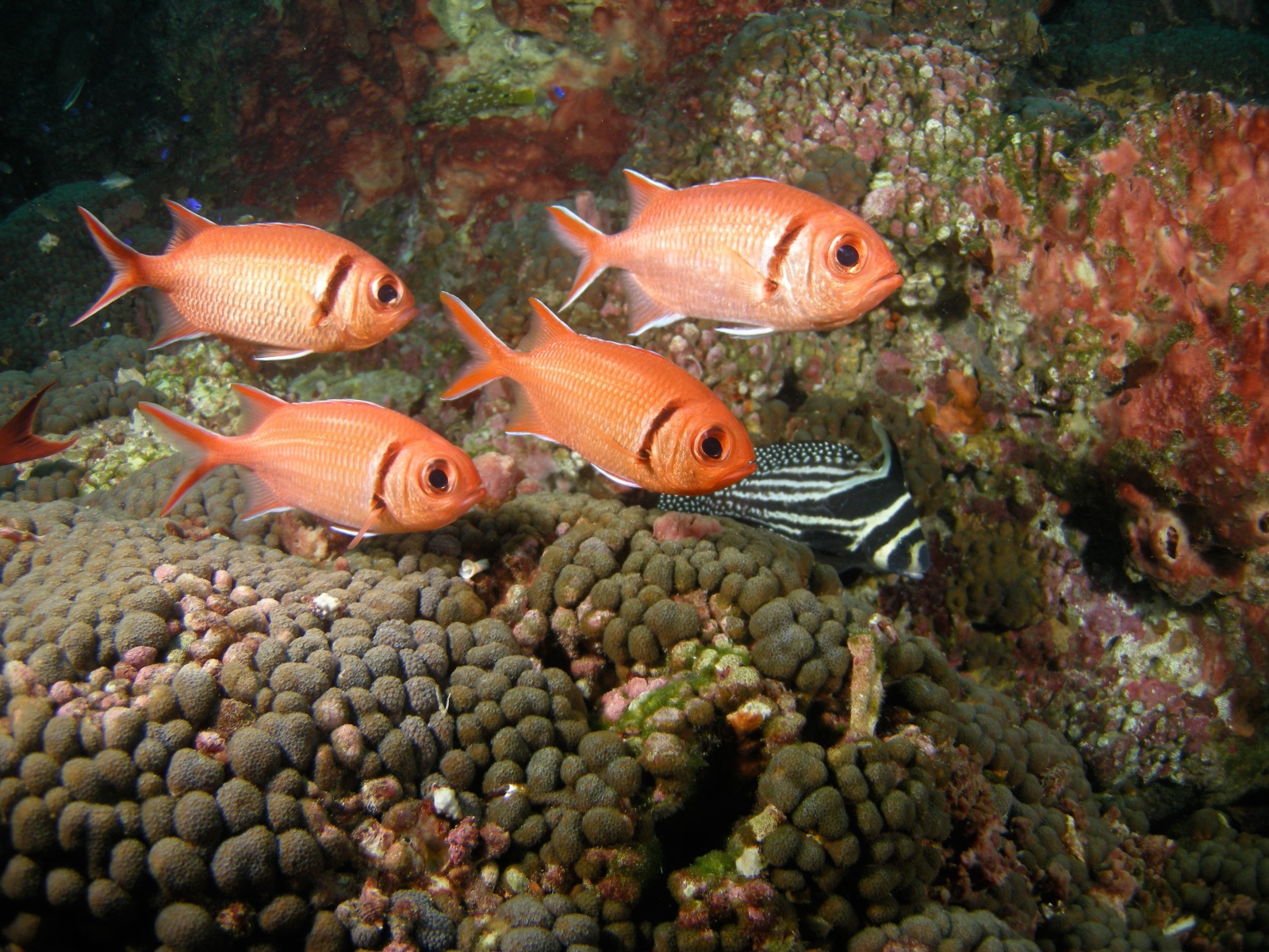 Photo de Soldat noir (Myripristis jacobus)