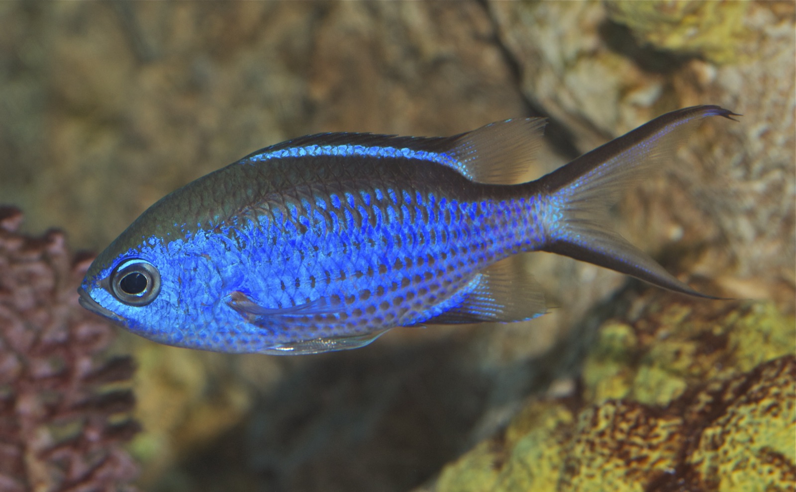 Photo of Blue chromis (Chromis cyanea)