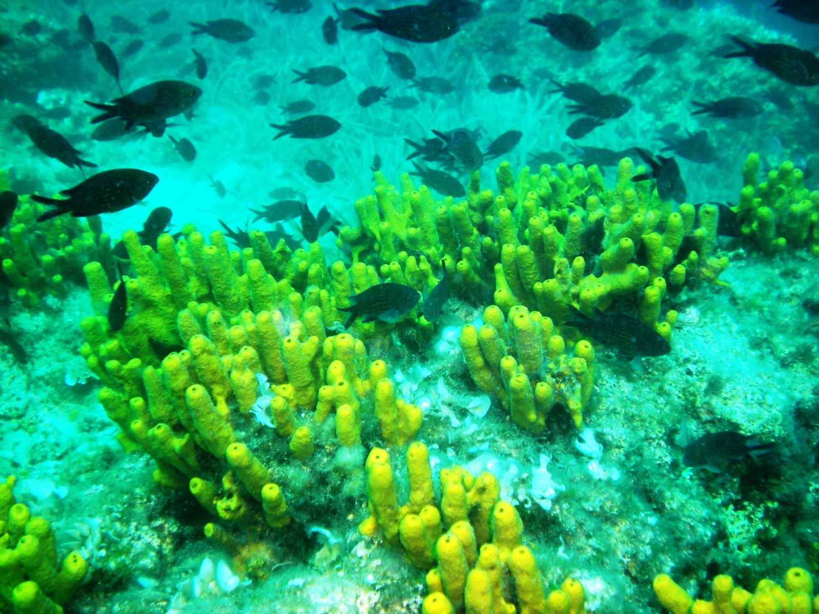 Photo of Yellow tube sponge (Aplysina aerophoba)