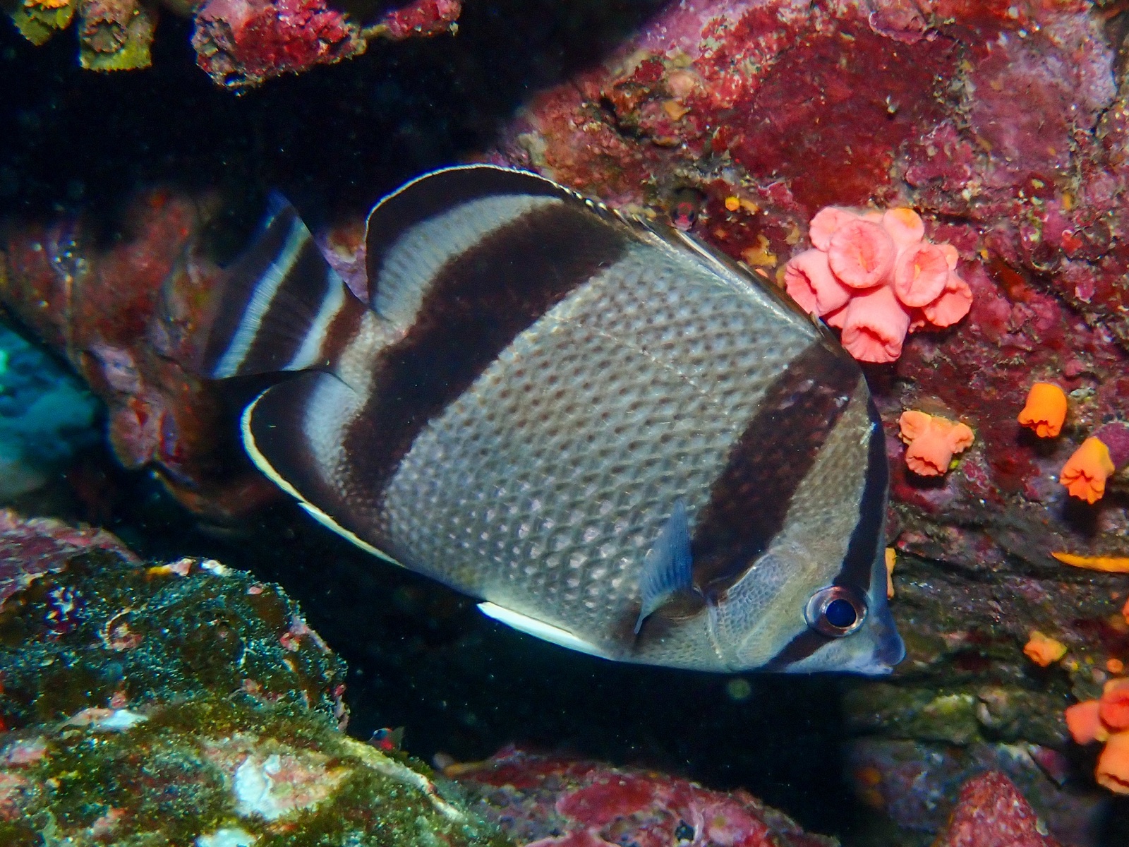 Photo of Threebanded butterflyfish (Chaetodon humeralis)