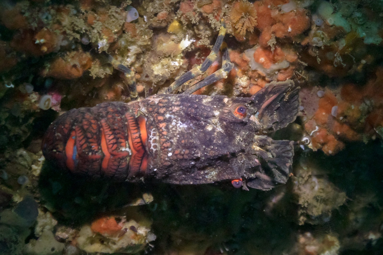 Photo of Lesser slipper lobster (Scyllarus arctus)