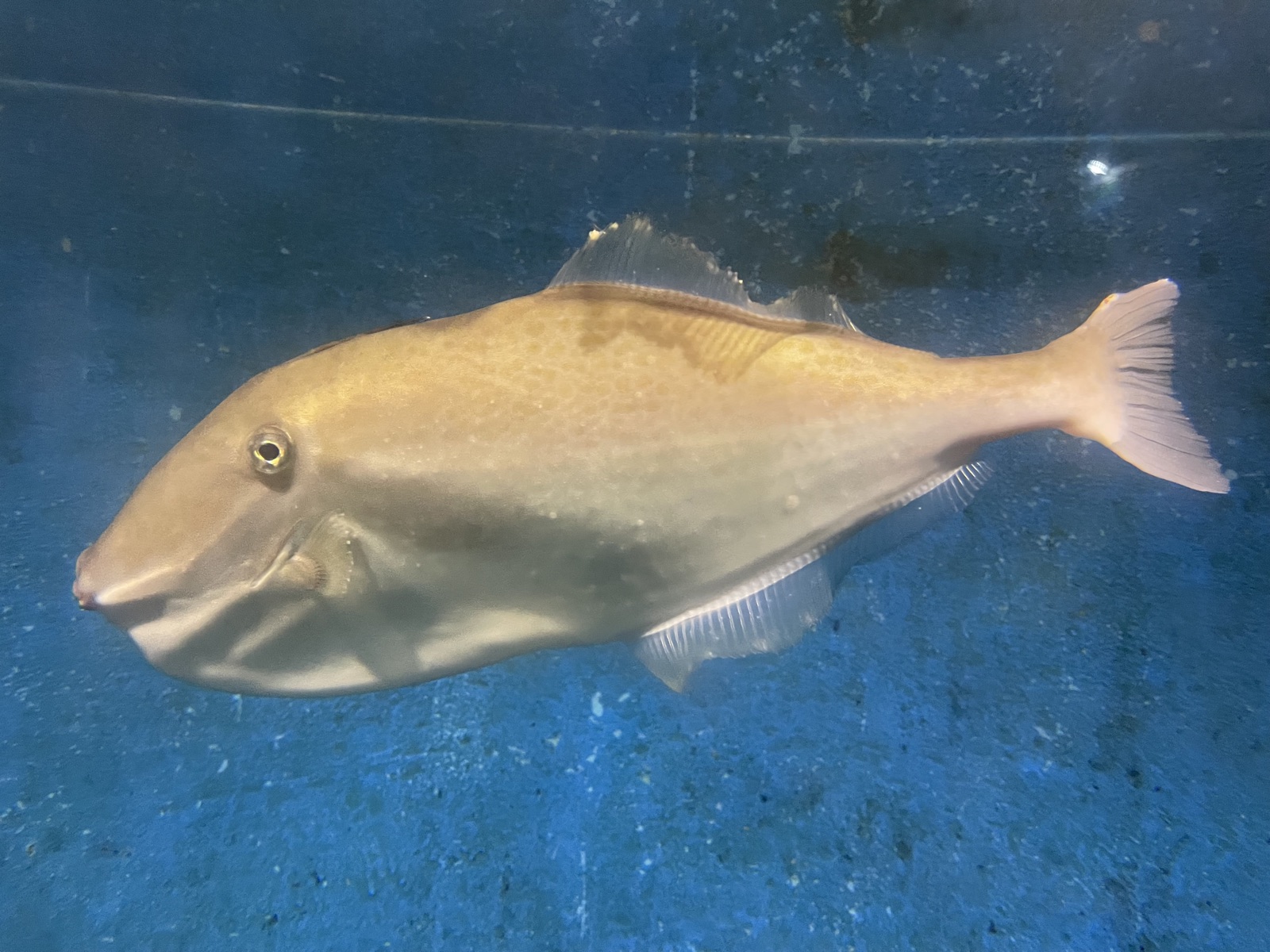 Photo of Unicorn filefish (Aluterus monoceros)