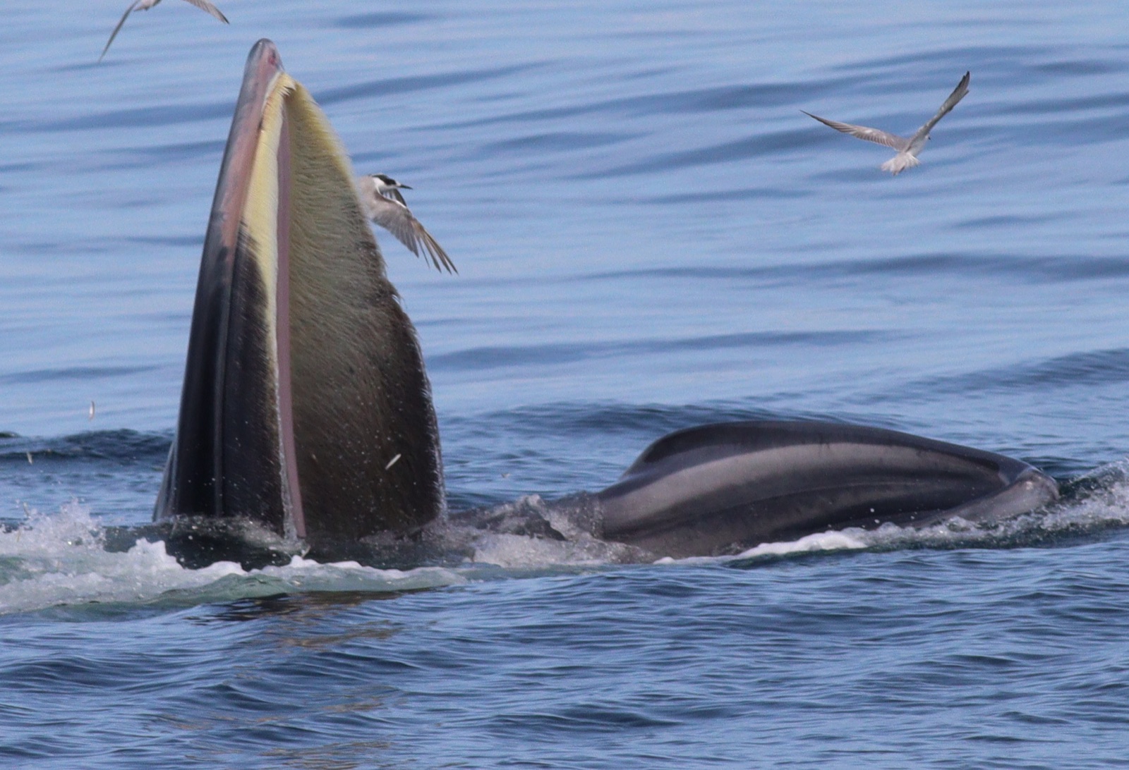 Photo of Bryde's whale (Balaenoptera edeni)