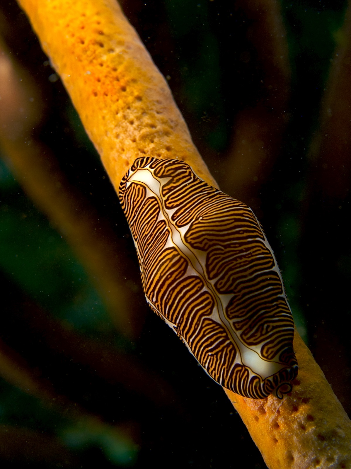 Photo de Langue flamant signée (Cyphoma signatum)