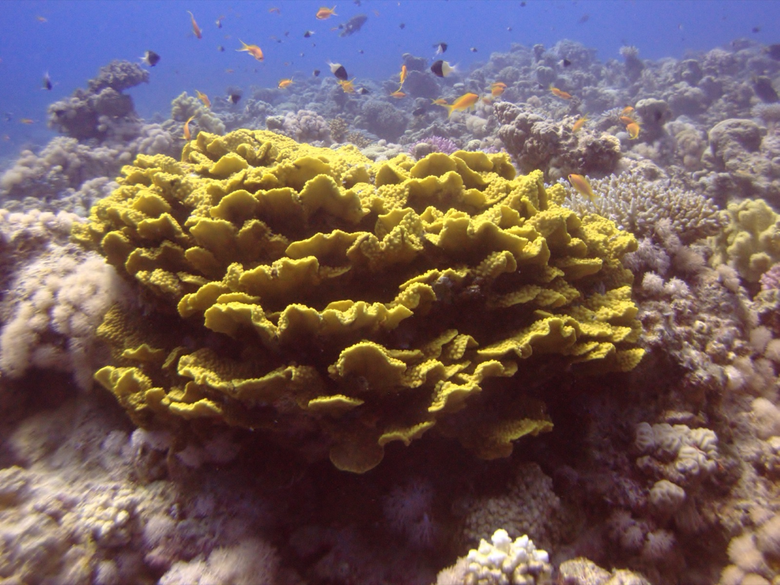 Photo of Lesser valley coral (Turbinaria mesenterina)