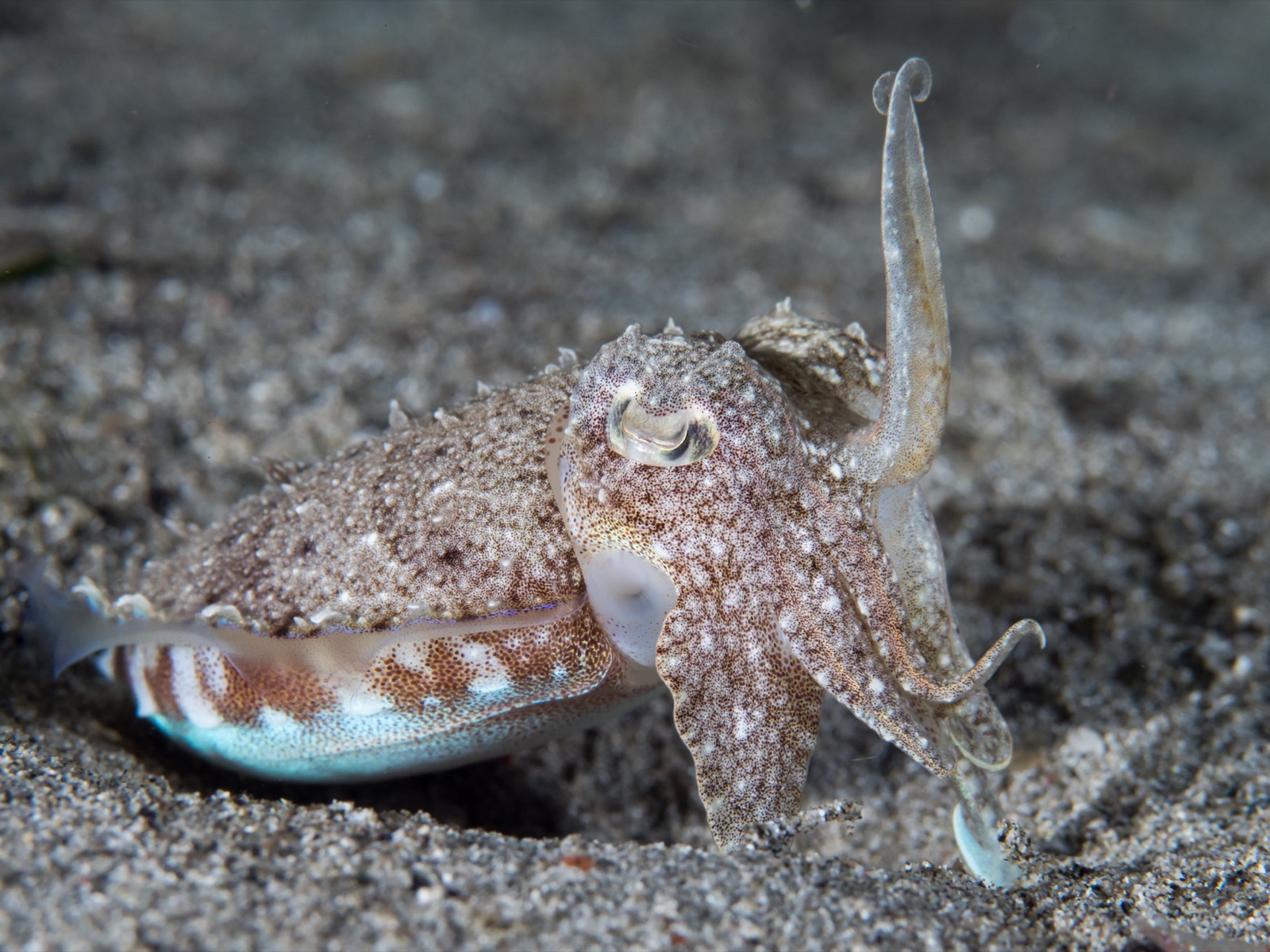 Photo of Pharaoh Cuttlefish (Sepia pharaonis)