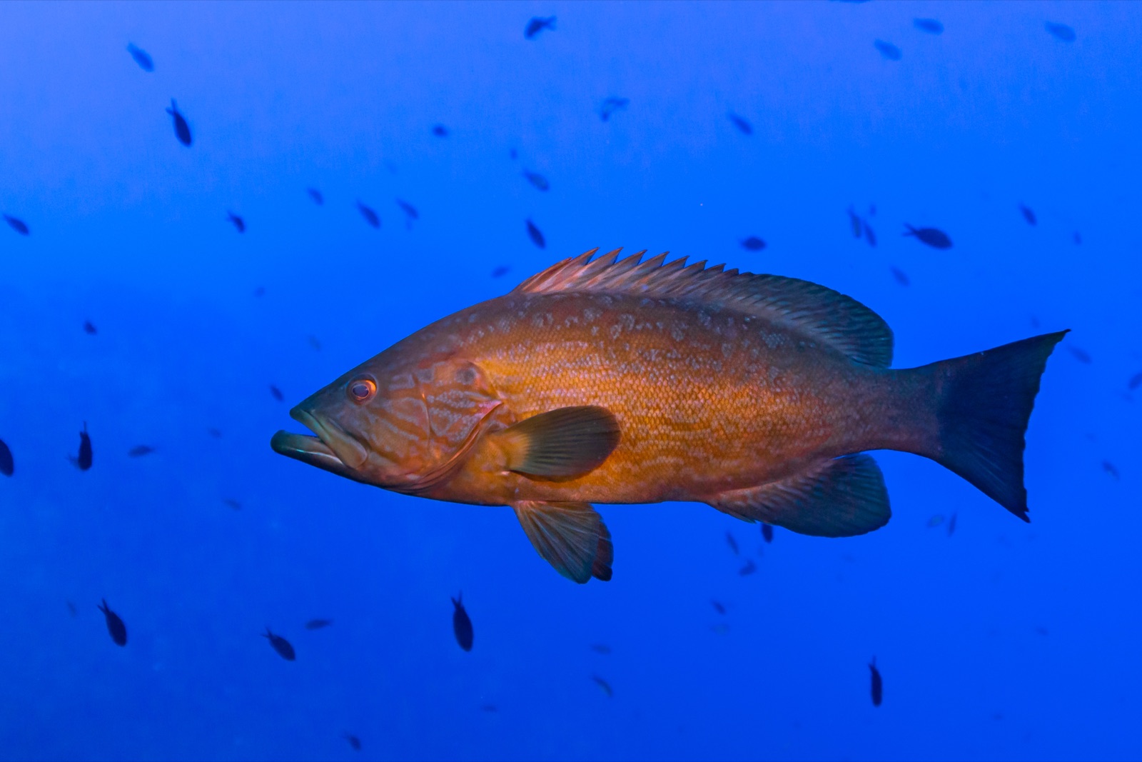 Foto de Gitano (Mycteroperca rubra)