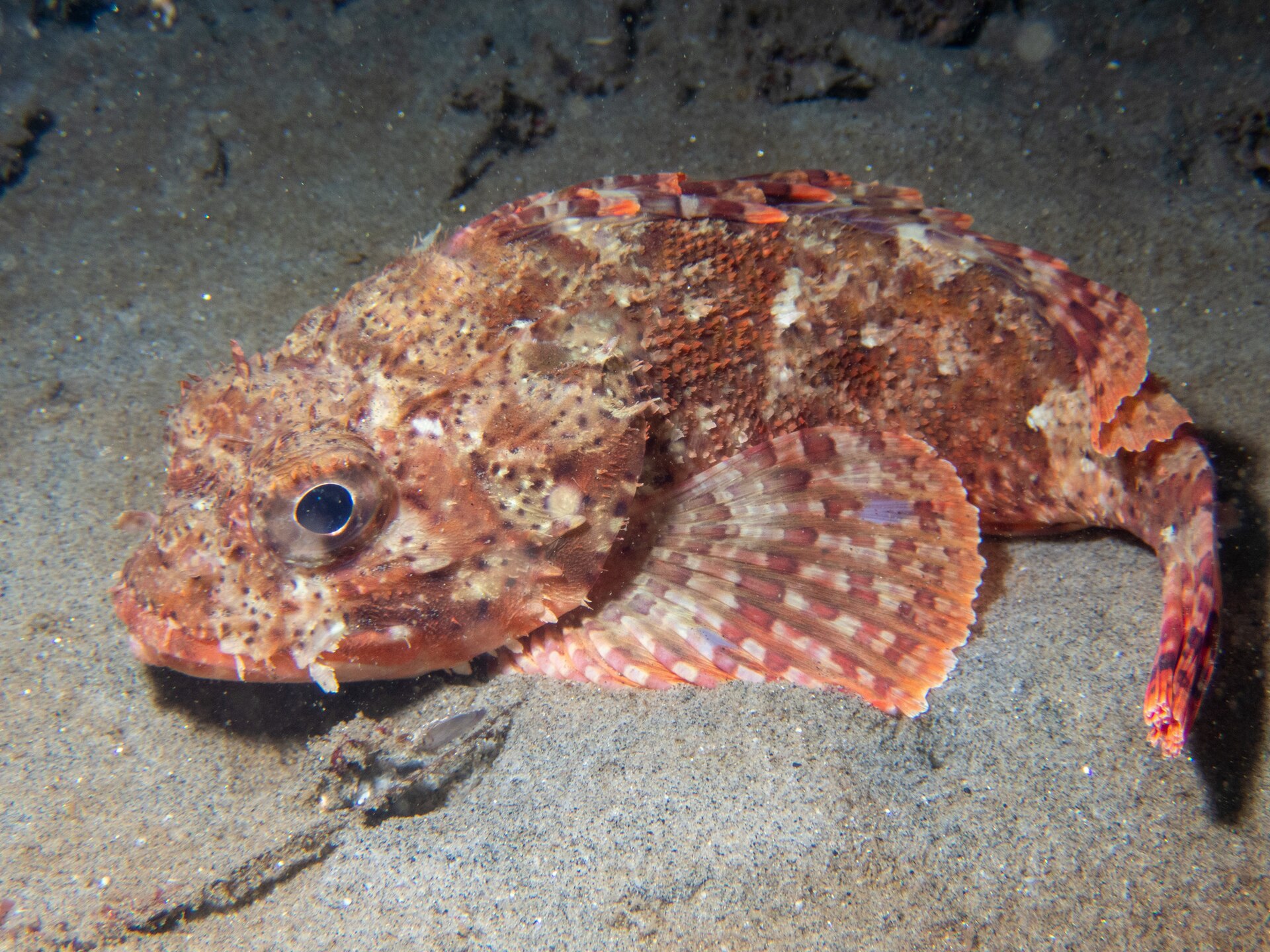 Photo of California scorpionfish (Scorpaena guttata)