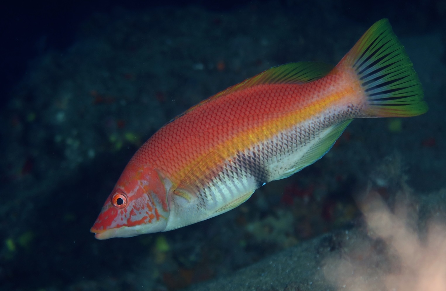 Photo of Barred hogfish (Bodianus scrofa)