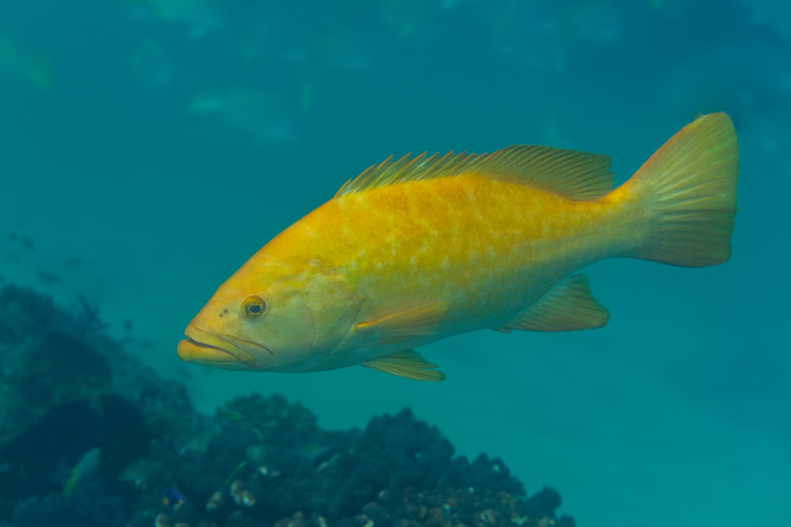 Photo of Leopard grouper (Mycteroperca rosacea)