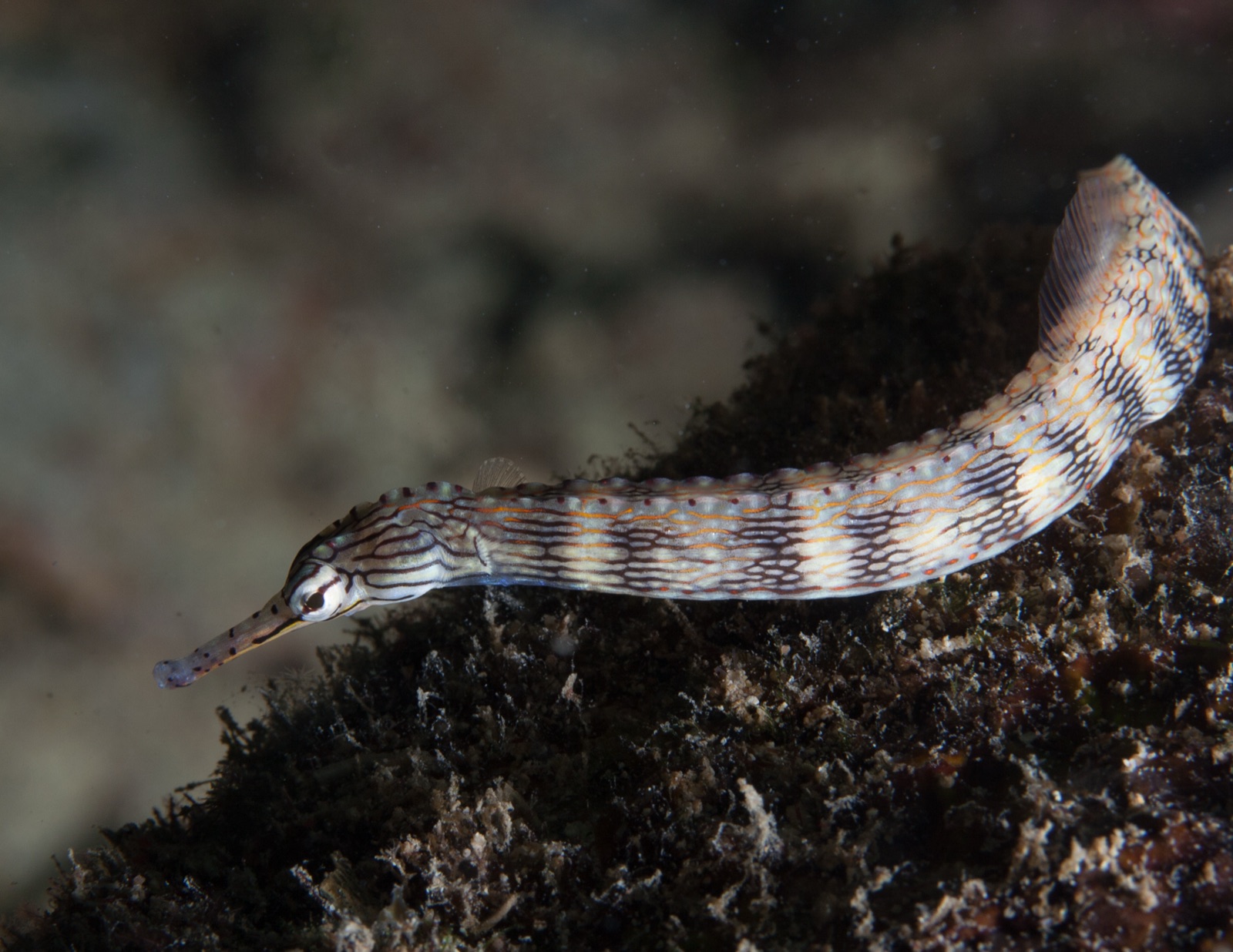 Foto de Pez pipa dragon (Corythoichthys intestinalis)