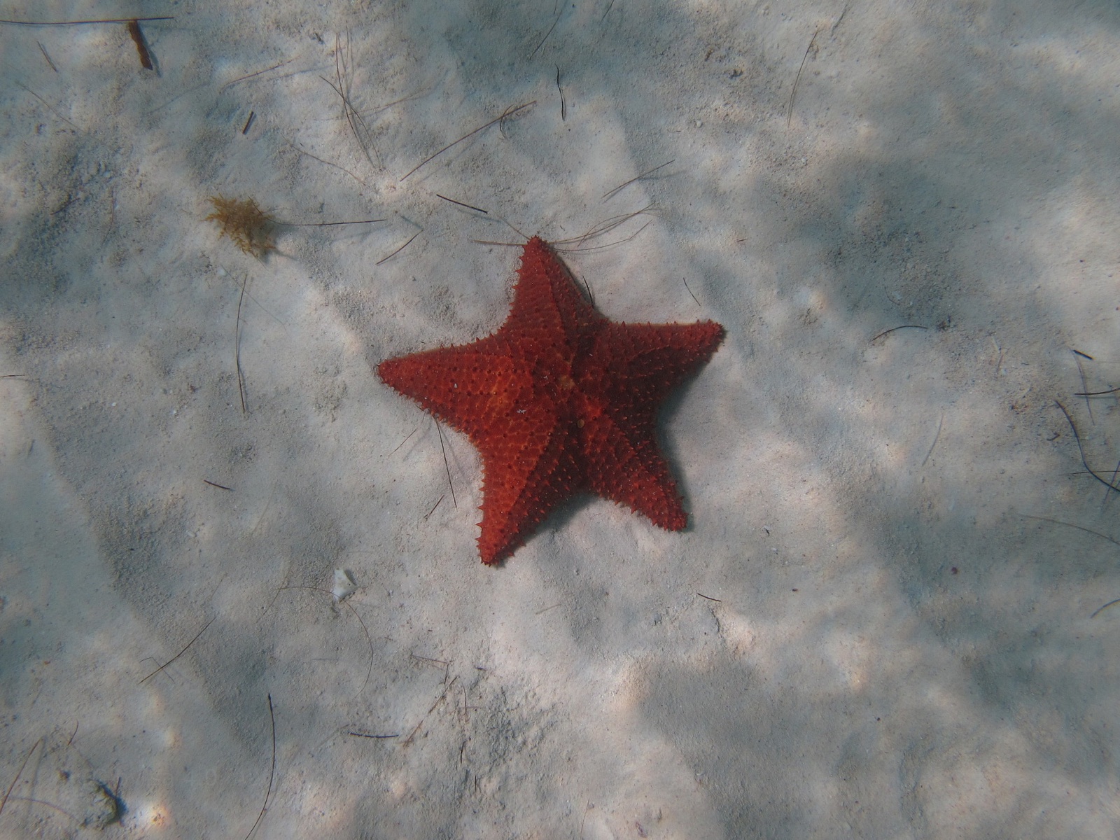 Photo of Red cushion sea star (Oreaster reticulatus)
