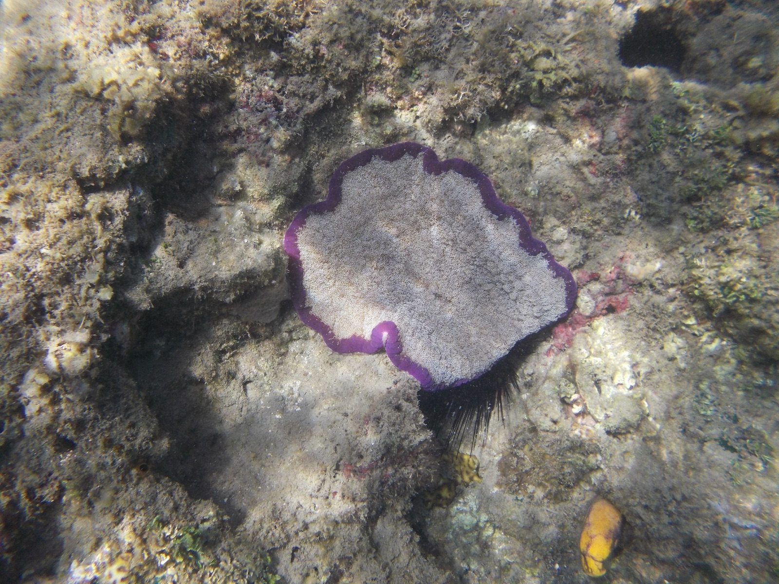 Photo of Adhesive anemone (Cryptodendrum adhaesivum)