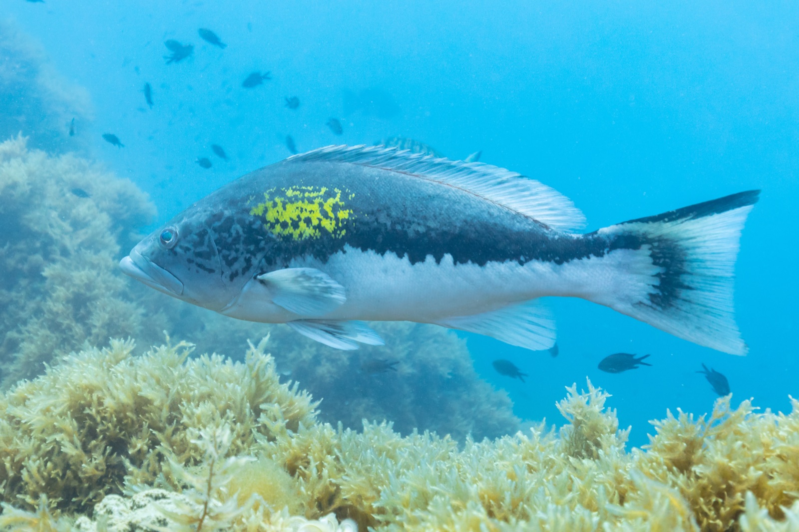 Foto de Mero falso abadejo (Epinephelus costae)