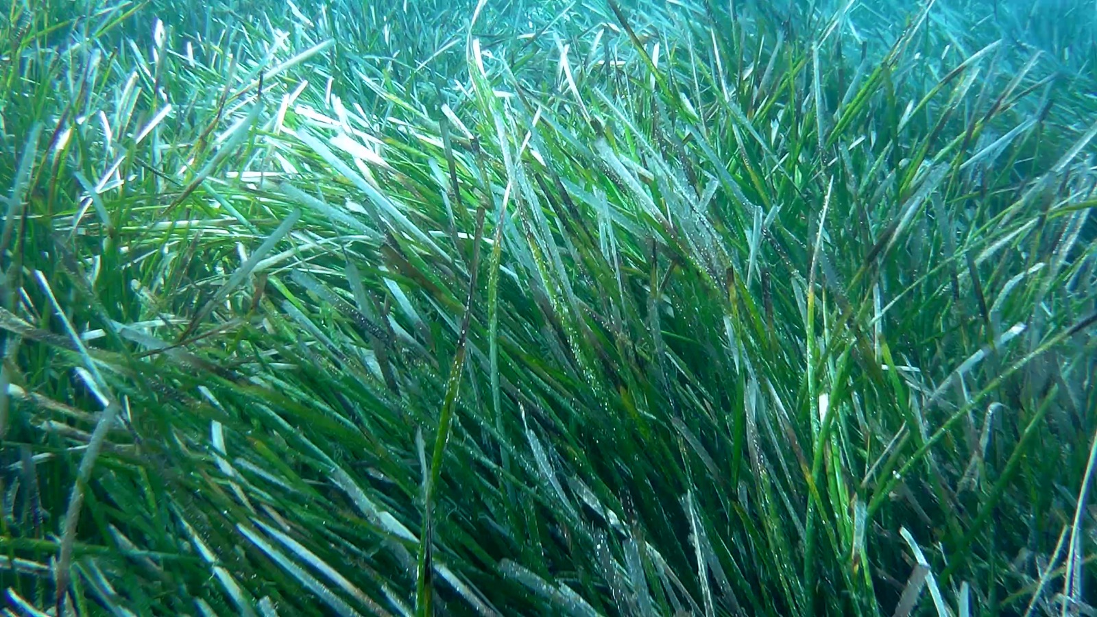 Photo of Single-veined Halodule (Halodule uninervis)
