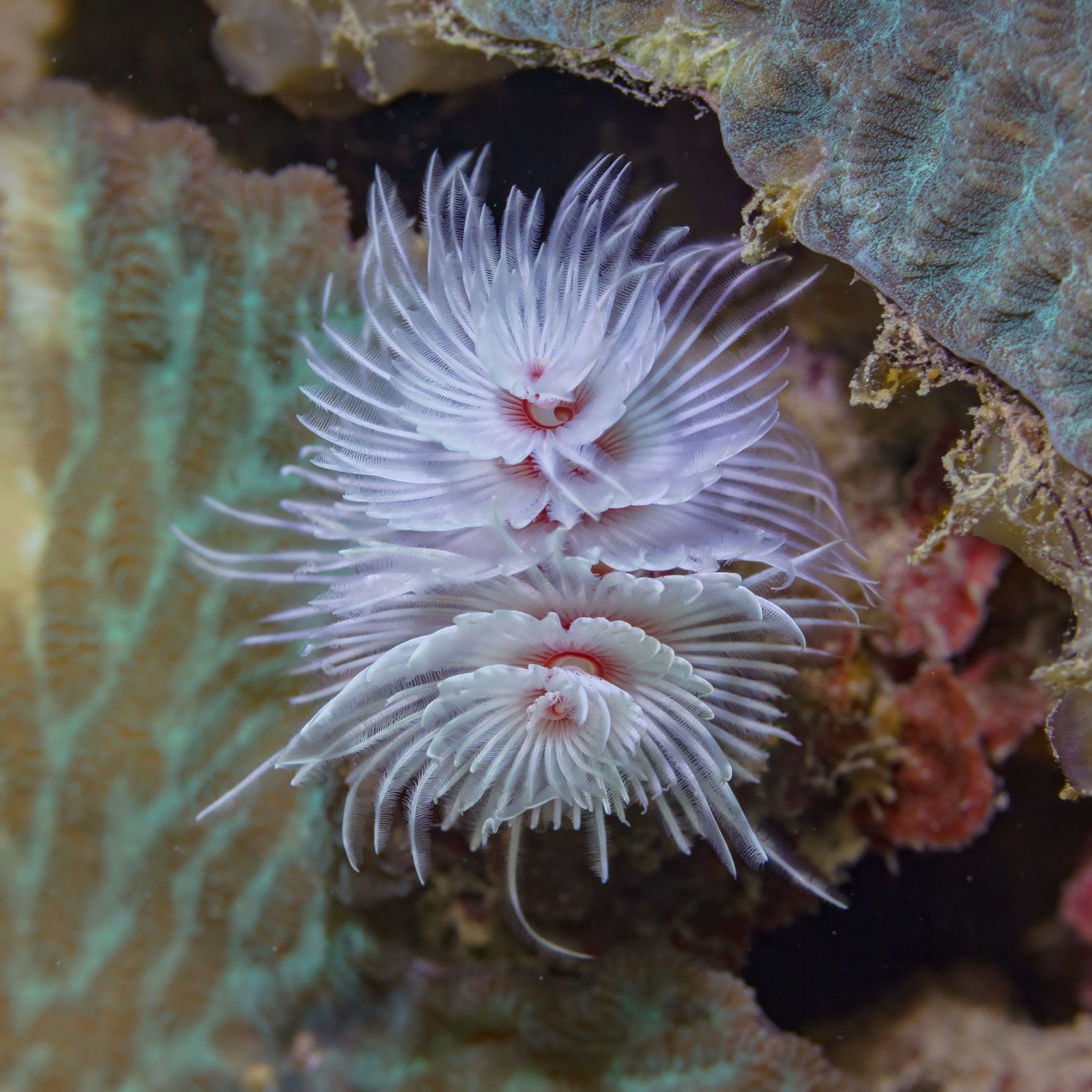 Photo of Indo-Pacific feather duster (Sabellastarte spectabilis)