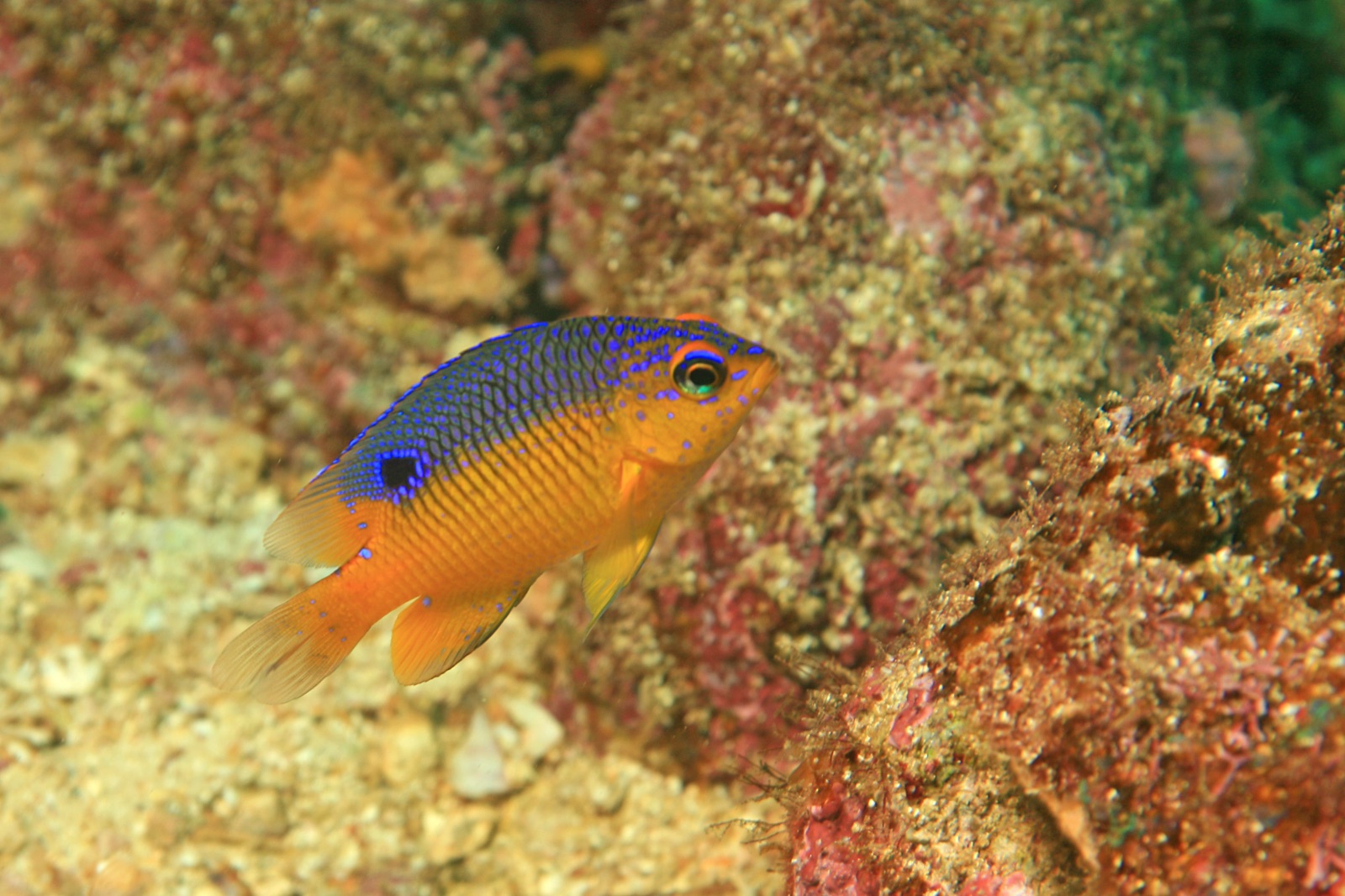 Photo de Demoiselle a flancs jaunes (Stegastes flavilatus)