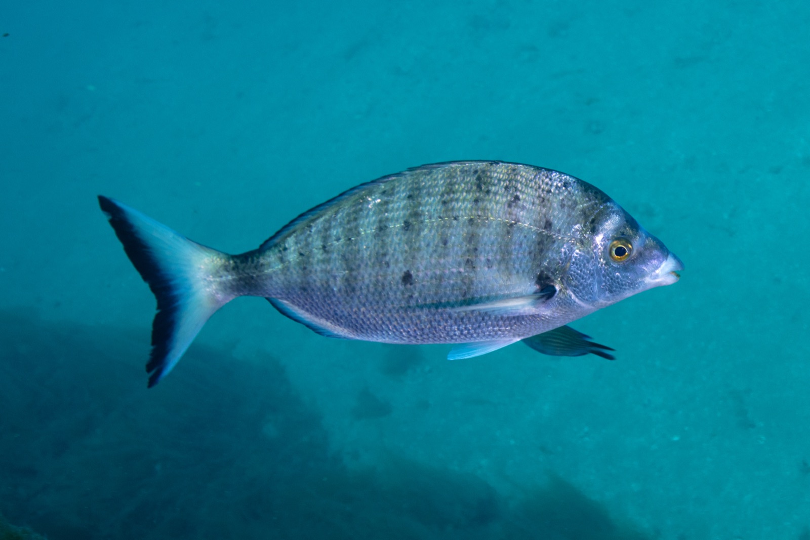 Photo of Sharpsnout seabream (Diplodus puntazzo)