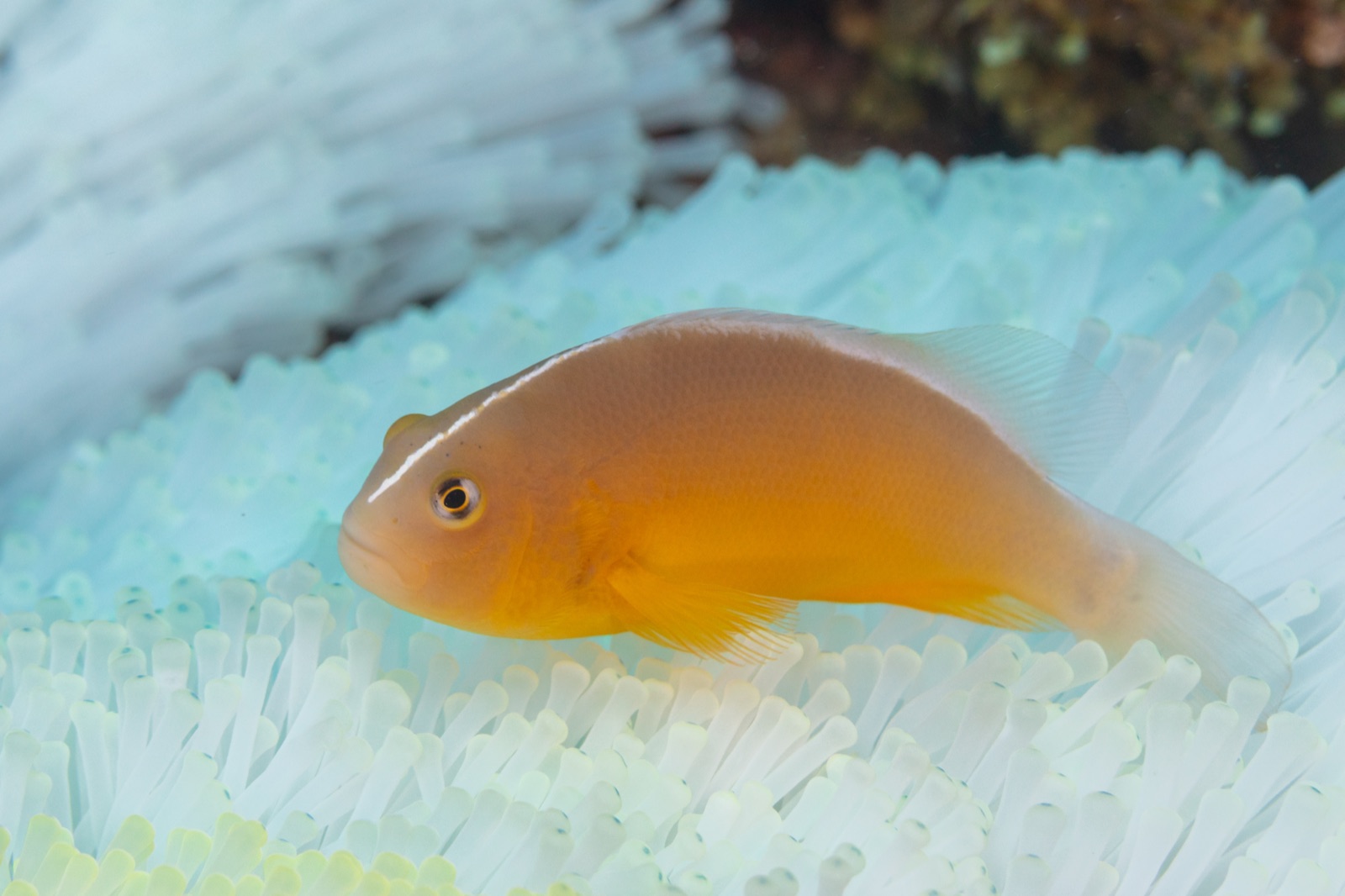Photo of Skunk clownfish (Amphiprion akallopisos)