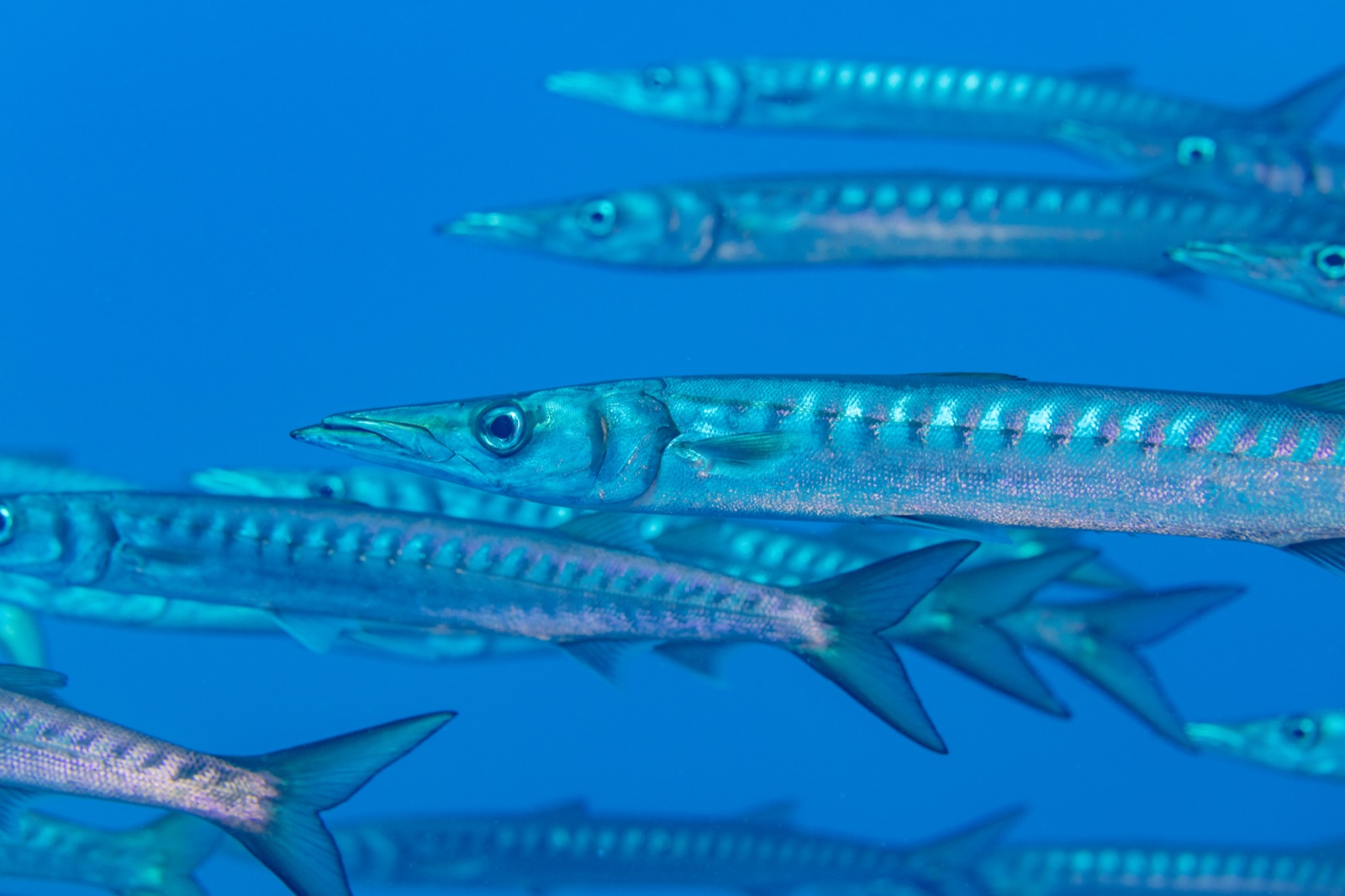 Foto de Bicuda (Sphyraena viridensis)
