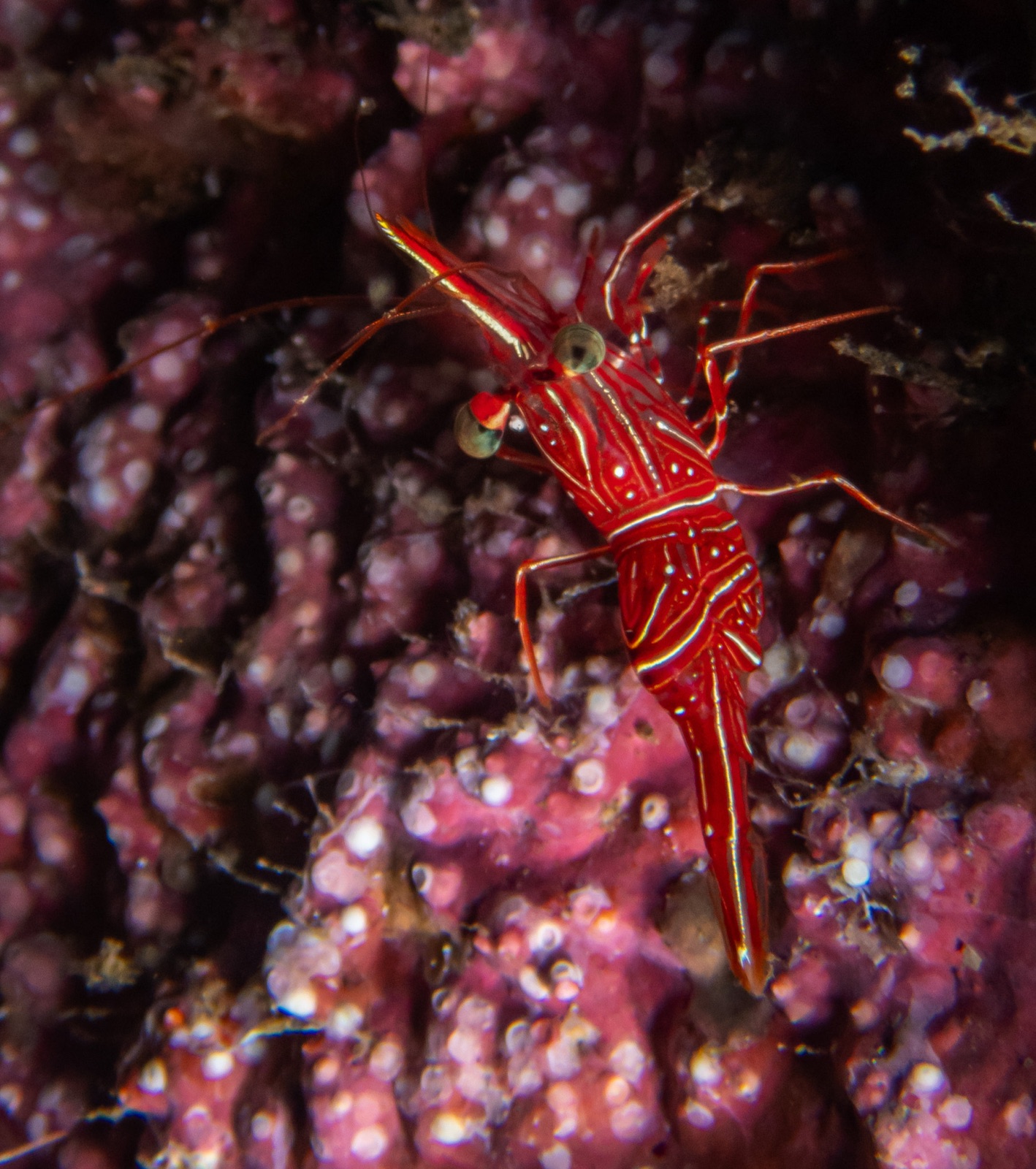 Photo of Durban dancer shrimp (Rhynchocinetes durbanensis)