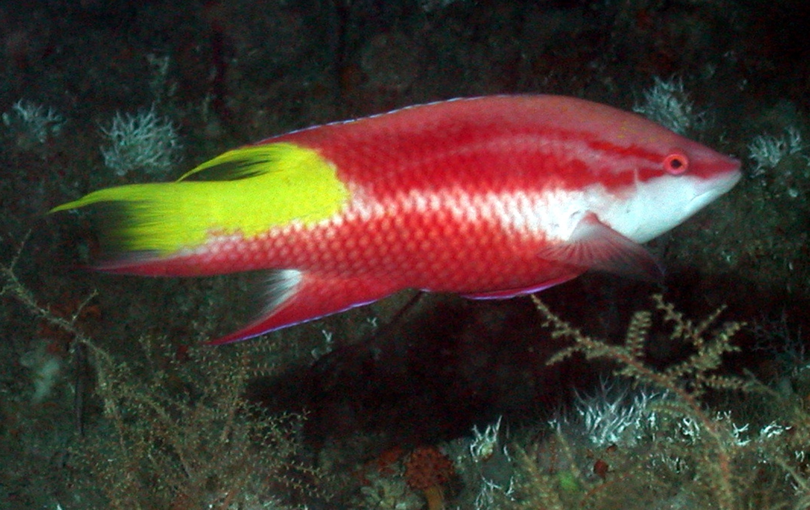 Photo of Cuban hogfish (Bodianus pulchellus)