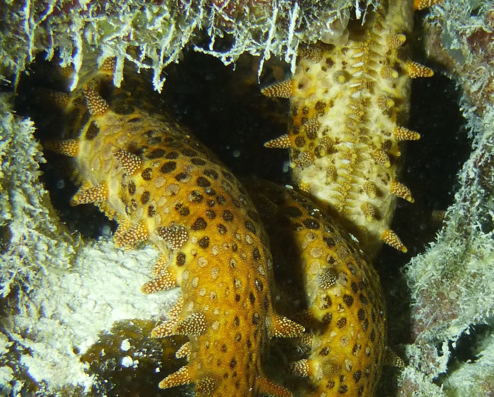Photo of Club-like Starfish (Mithrodia clavigera)