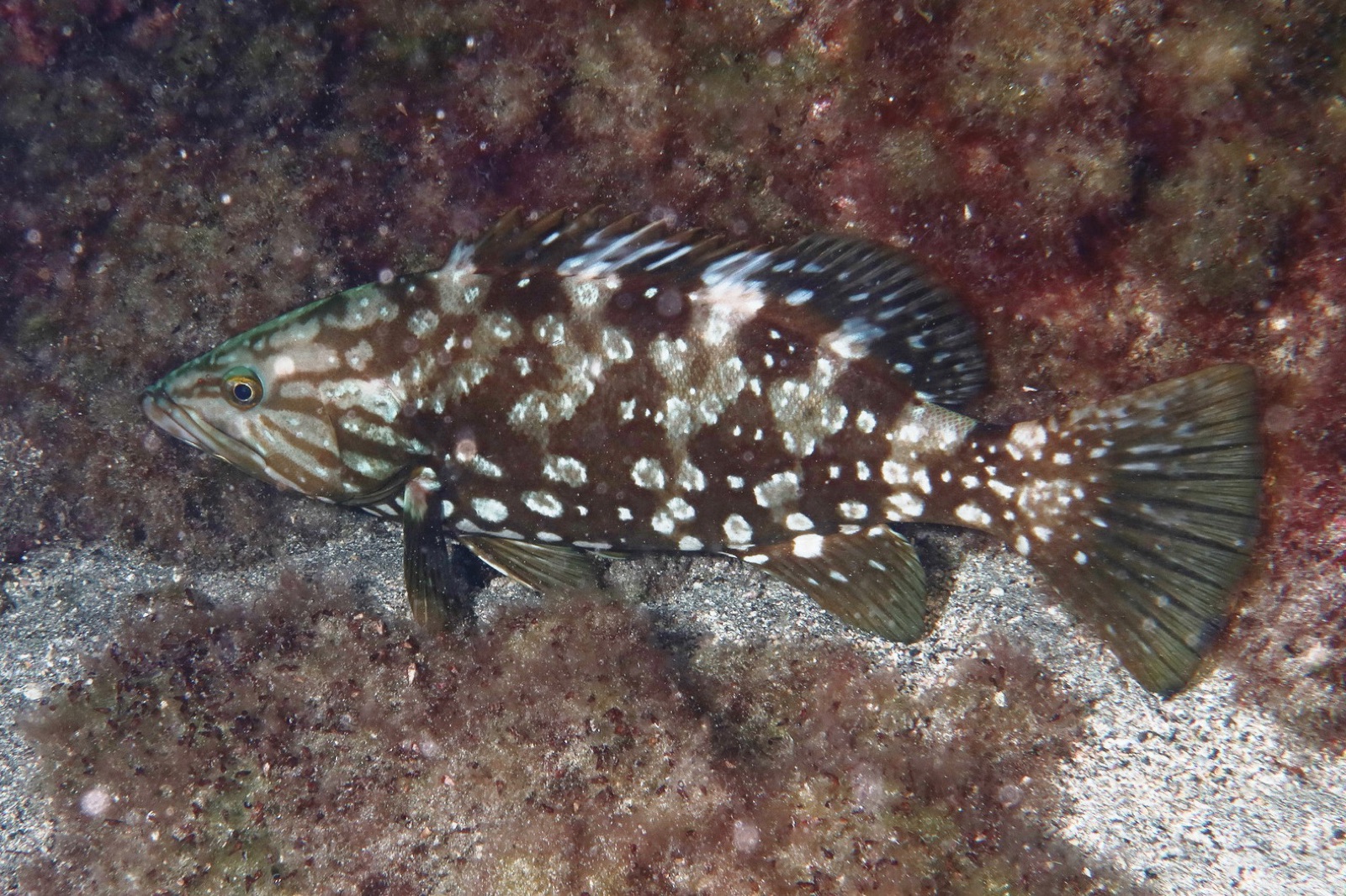 Photo of Island grouper (Mycteroperca fusca)