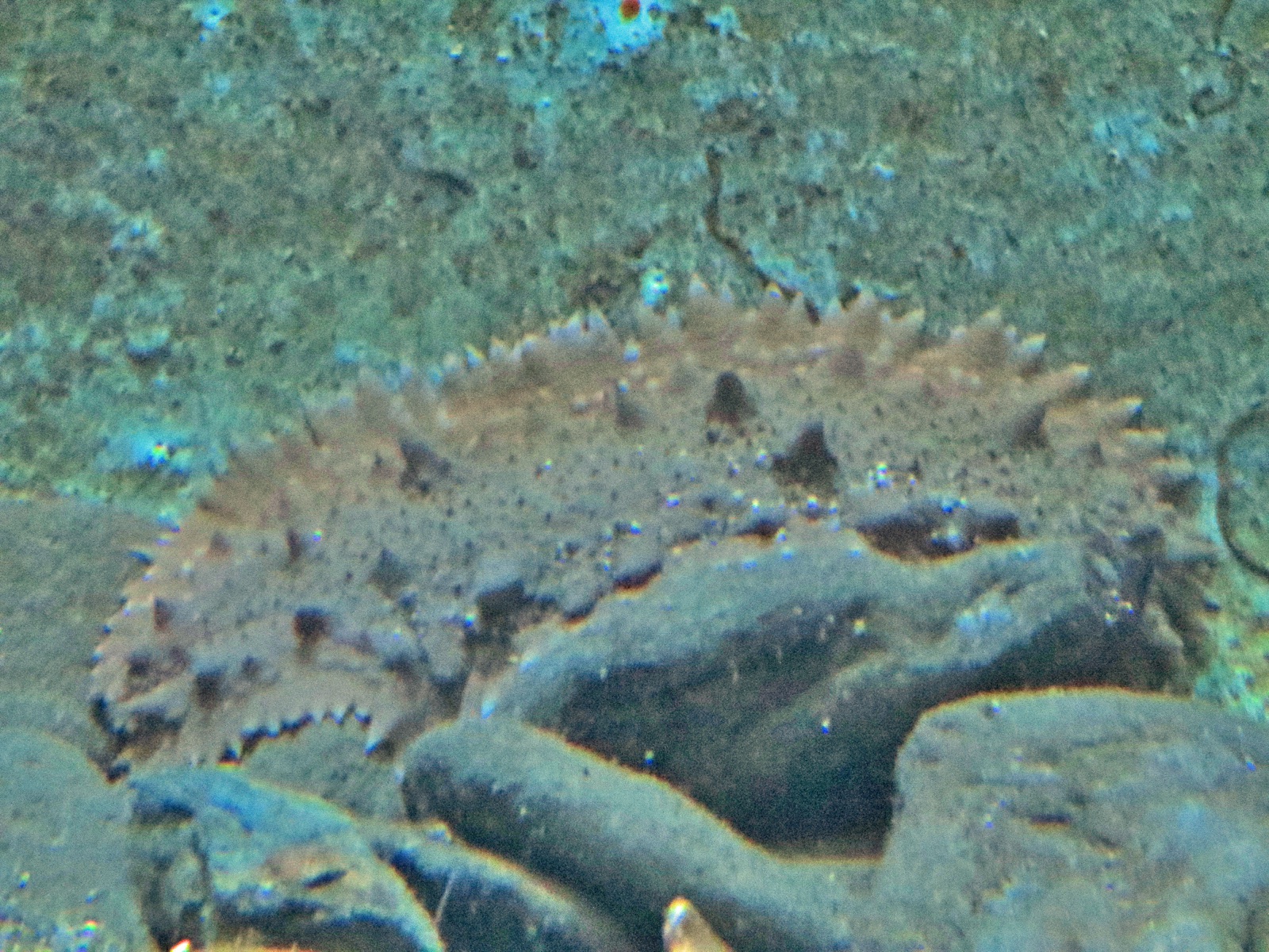 Foto de Espardenya (Stichopus regalis)
