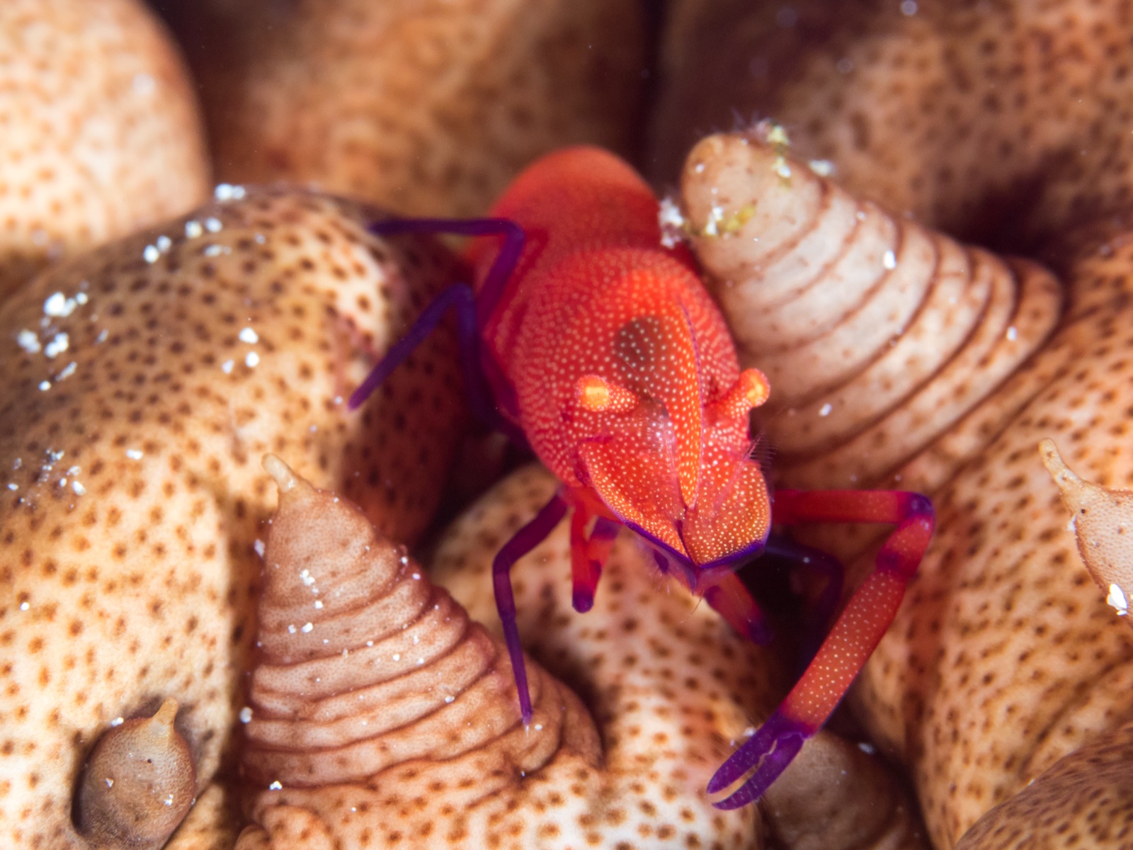 Photo of Emperor shrimp (Periclimenes imperator)