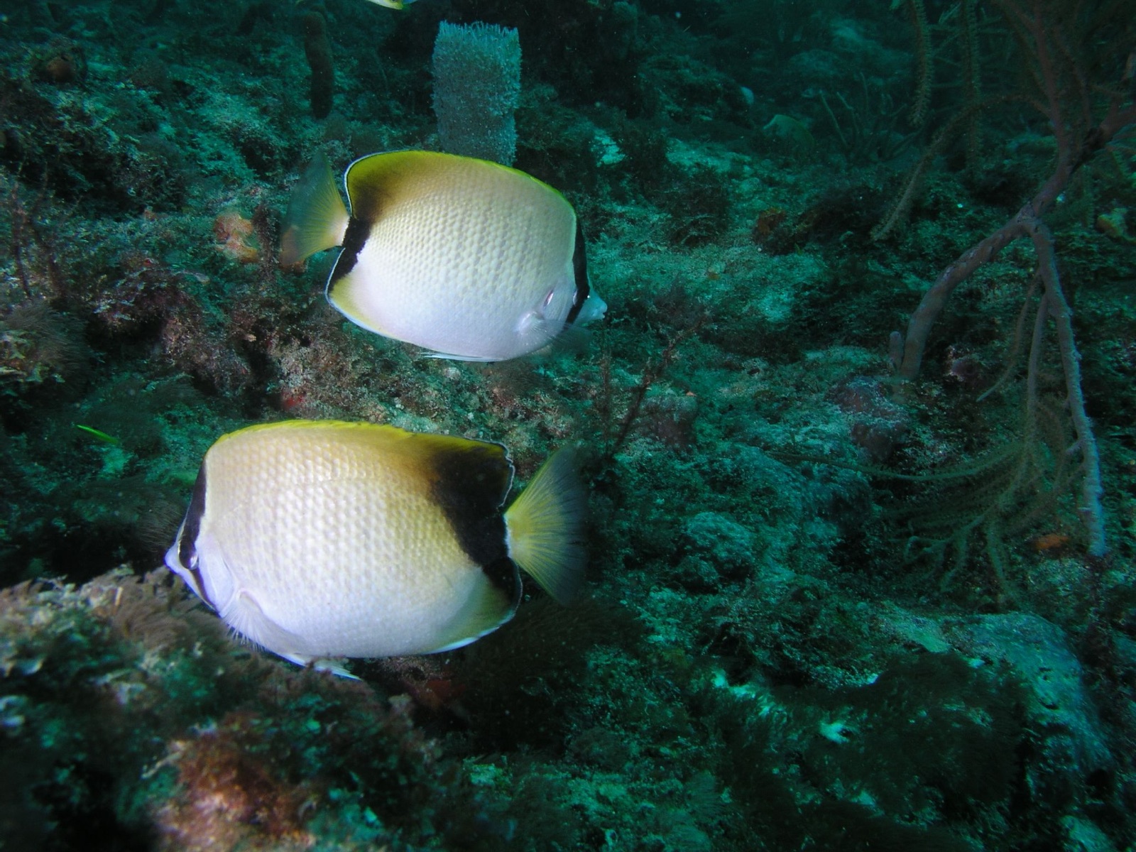 Photo of Reef butterflyfish (Chaetodon sedentarius)