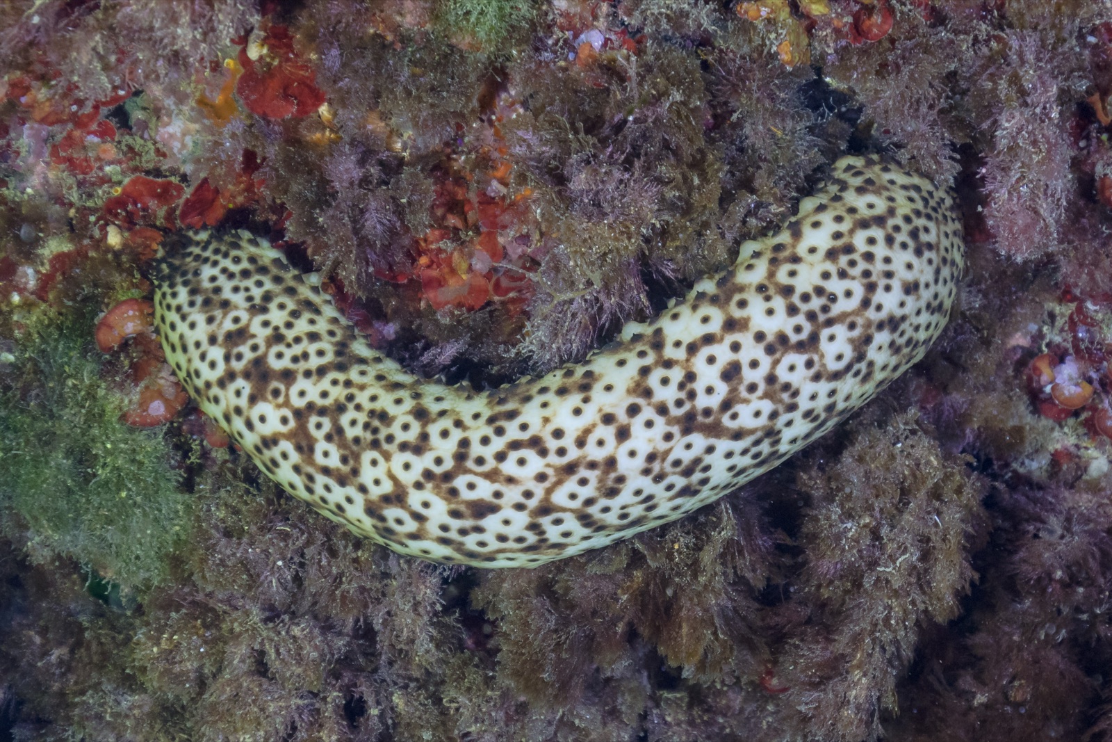 Photo of Brown sea cucumber (Holothuria sanctori)