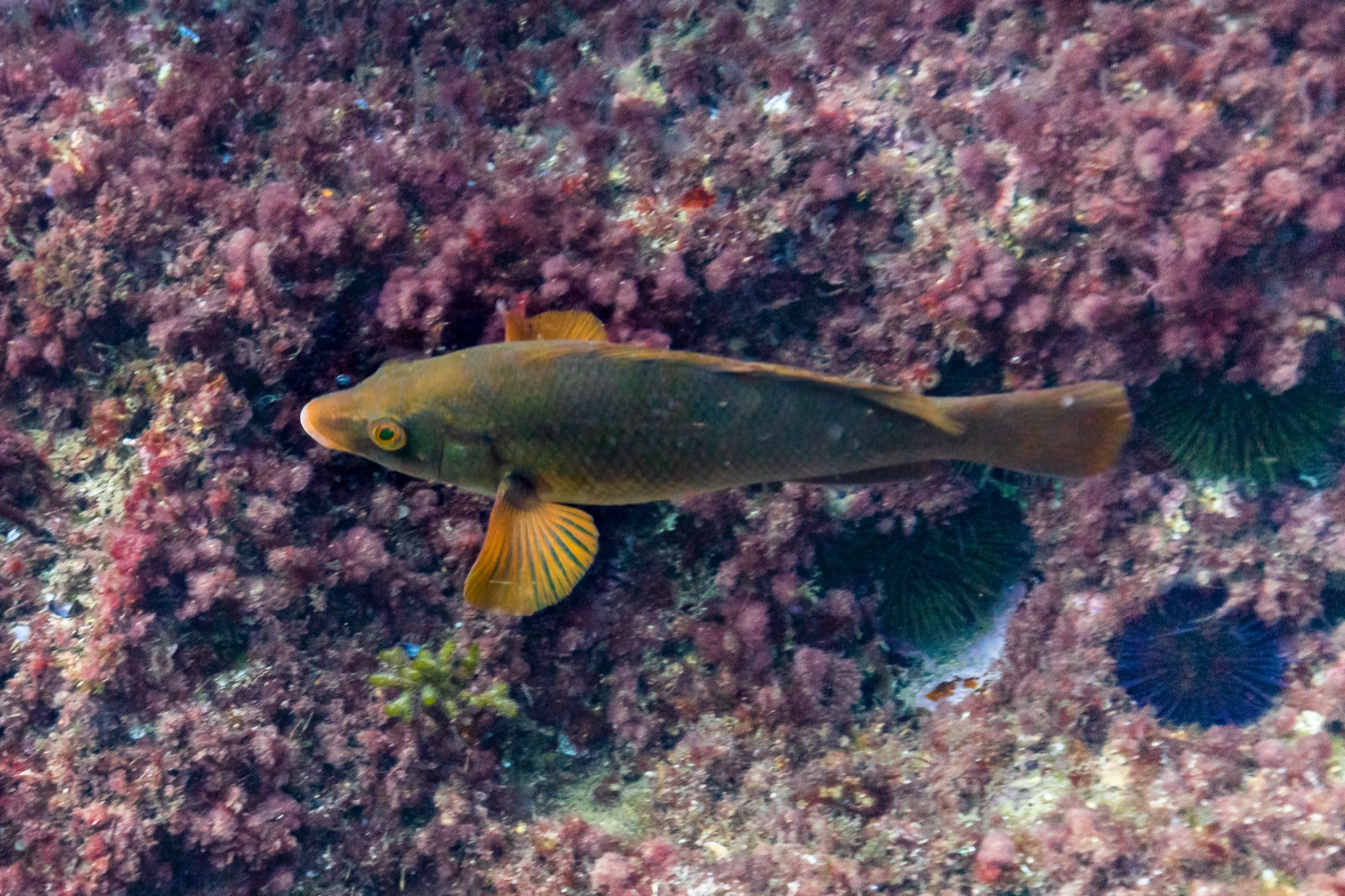 Photo of Brown wrasse (Labrus merula)