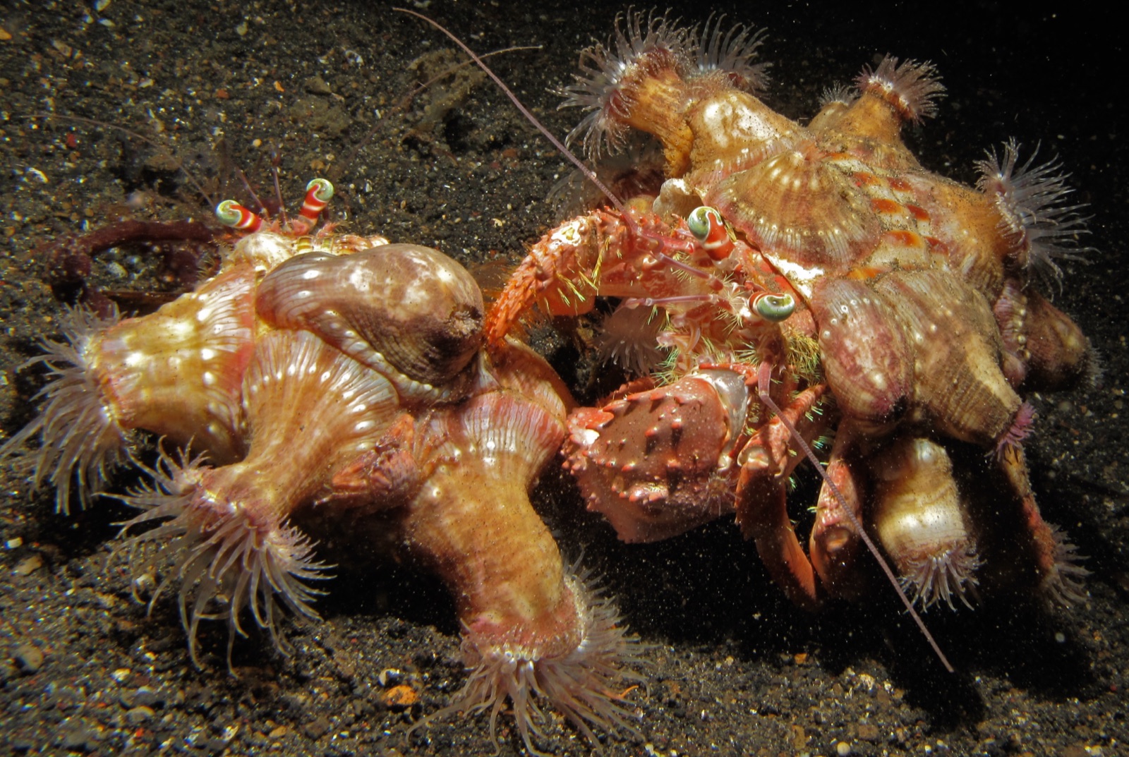 Photo of Anemone hermit crab (Dardanus pedunculatus)