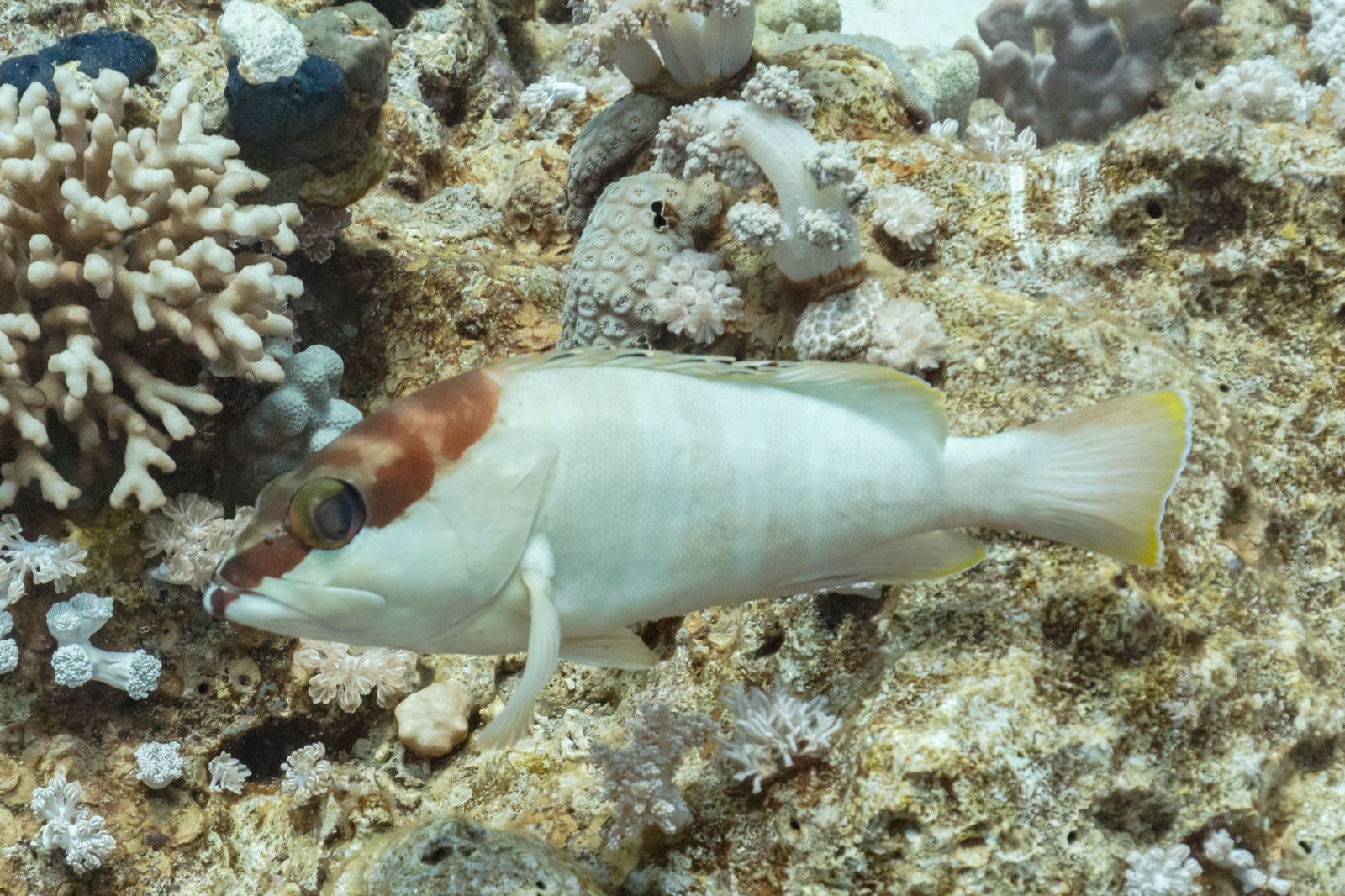 Photo of Blacktip grouper (Epinephelus fasciatus)
