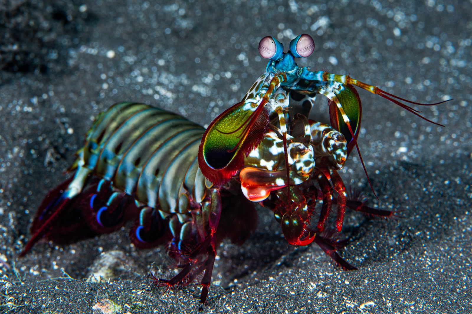 Photo of Peacock mantis shrimp (Odontodactylus scyllarus)