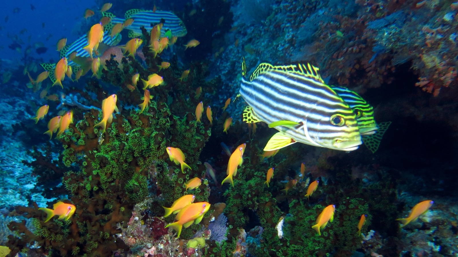 Foto de Boquinegro oriental (Plectorhinchus vittatus)