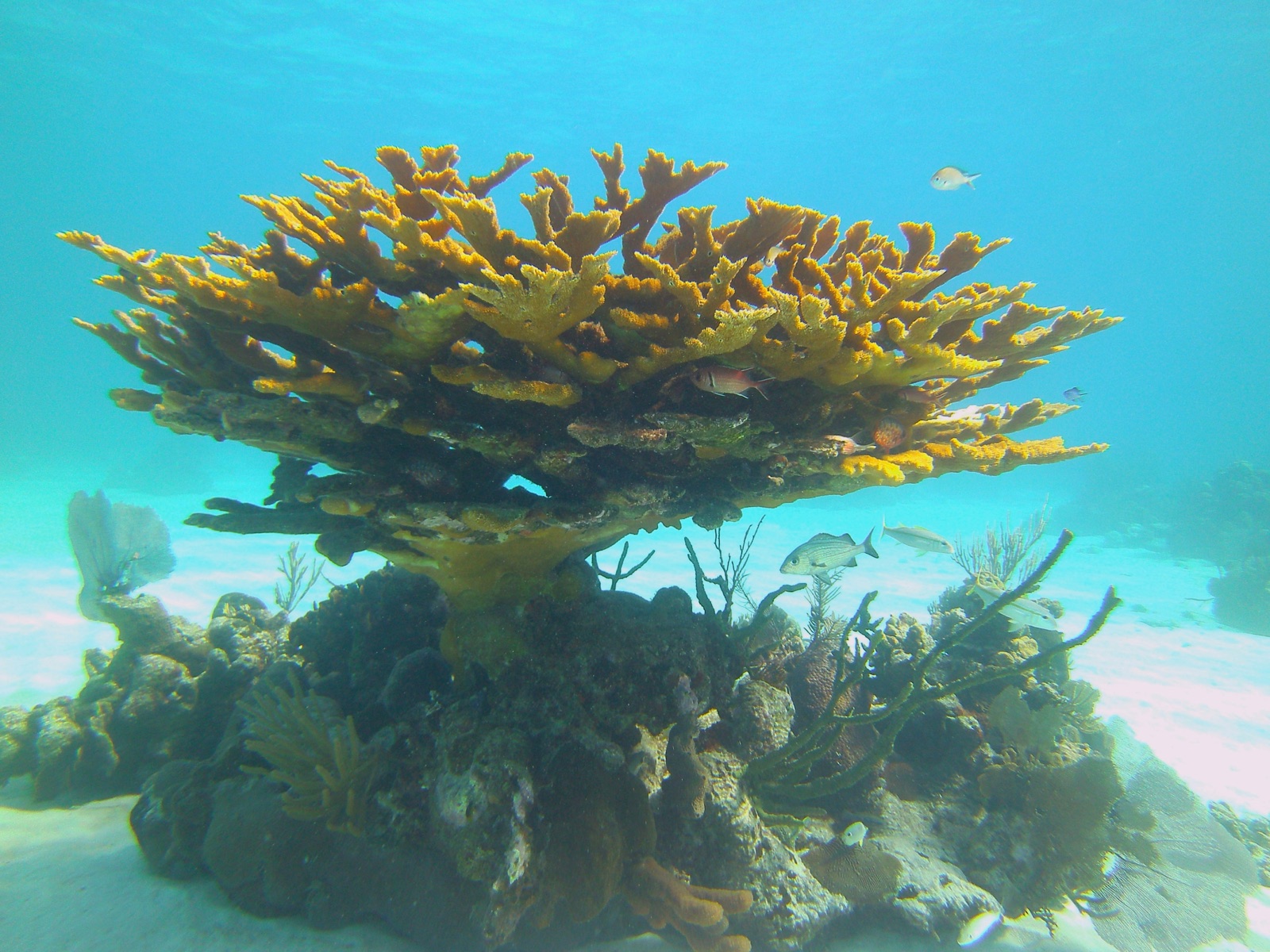 Photo of Elkhorn coral (Acropora palmata)