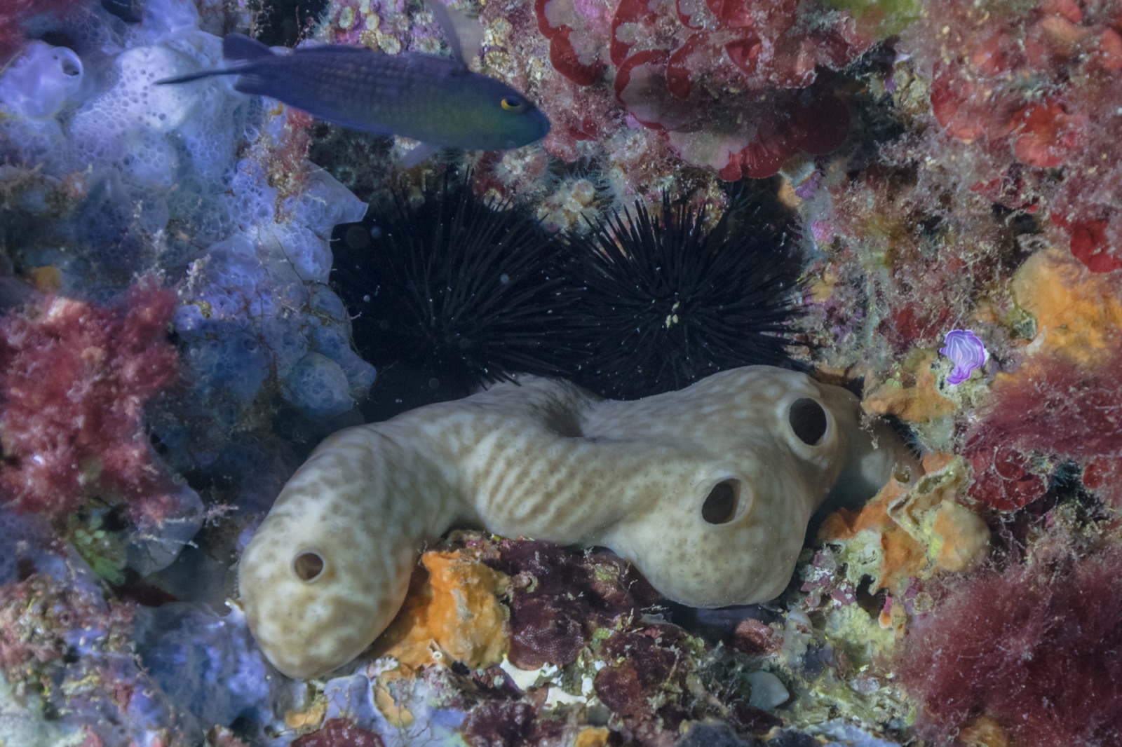 Photo of Kidney sponge (Chondrosia reniformis)