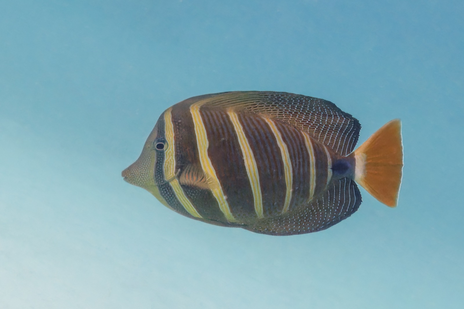 Photo of Sailfin Tang (Zebrasoma velifer)