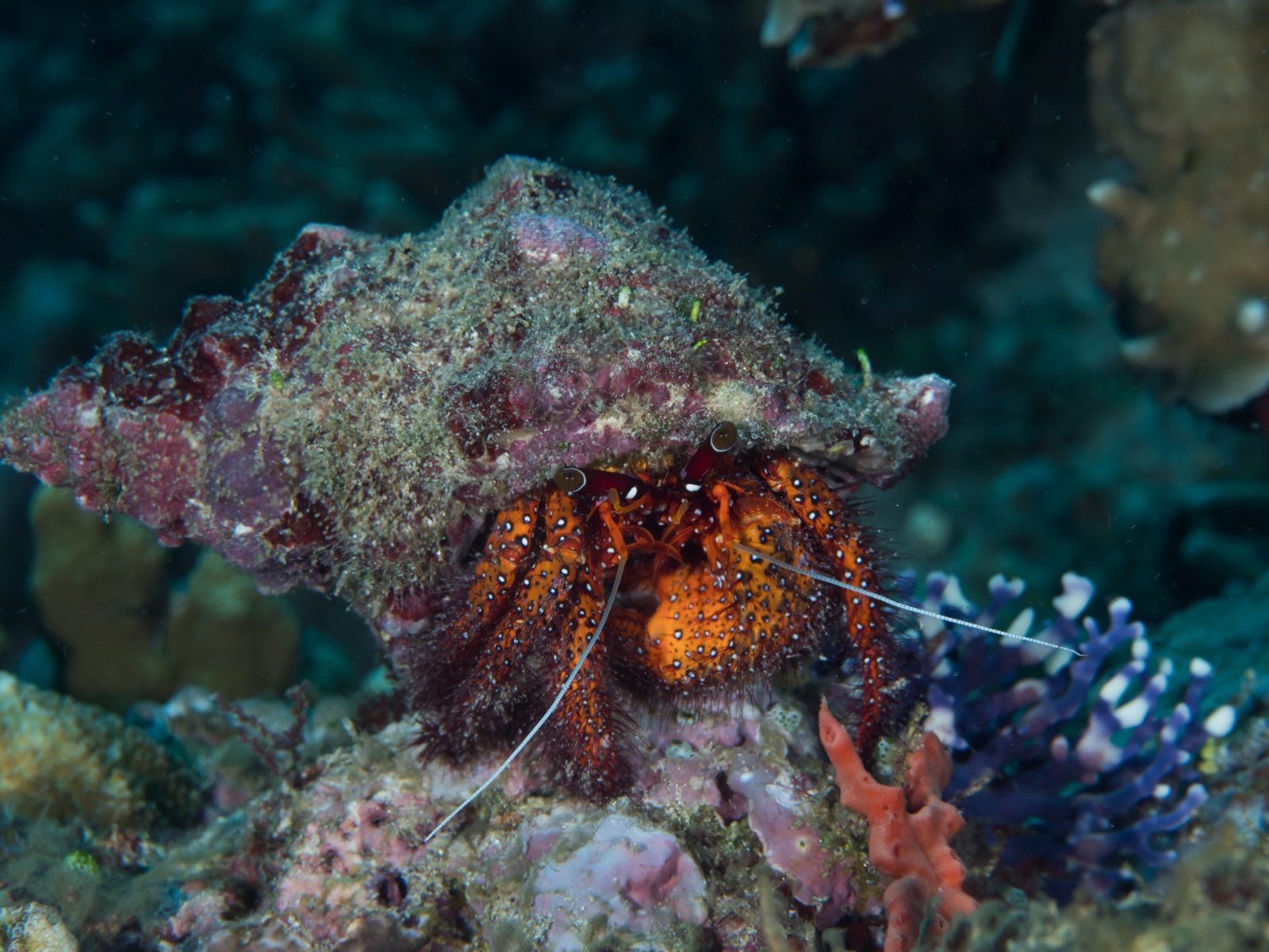 Photo of Giant Red Hermit Crab (Dardanus megistos)